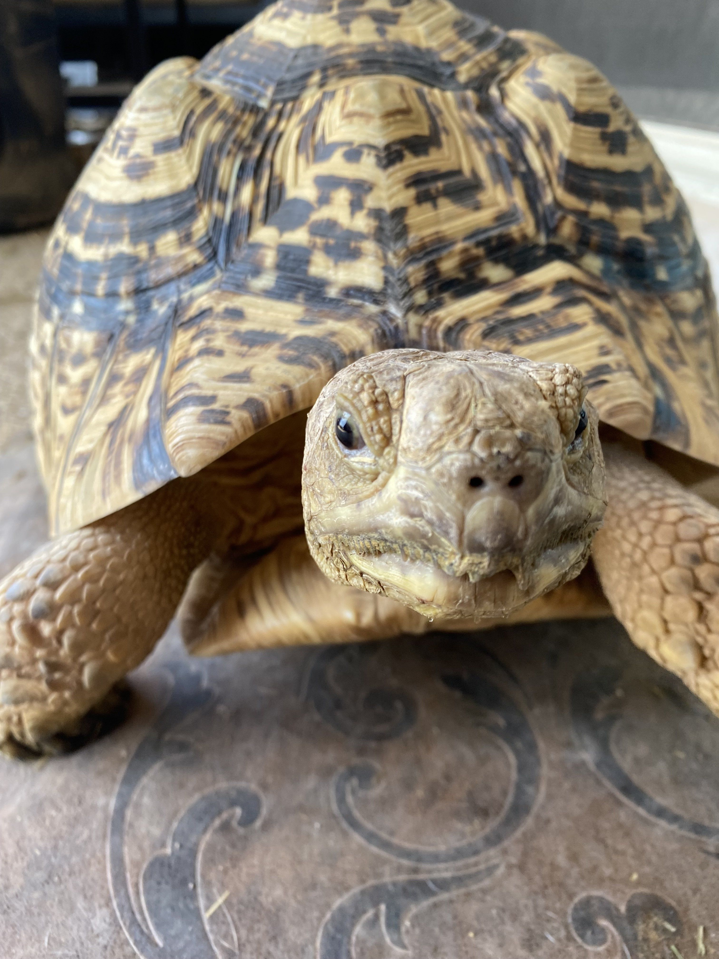 Leopard Tortoise