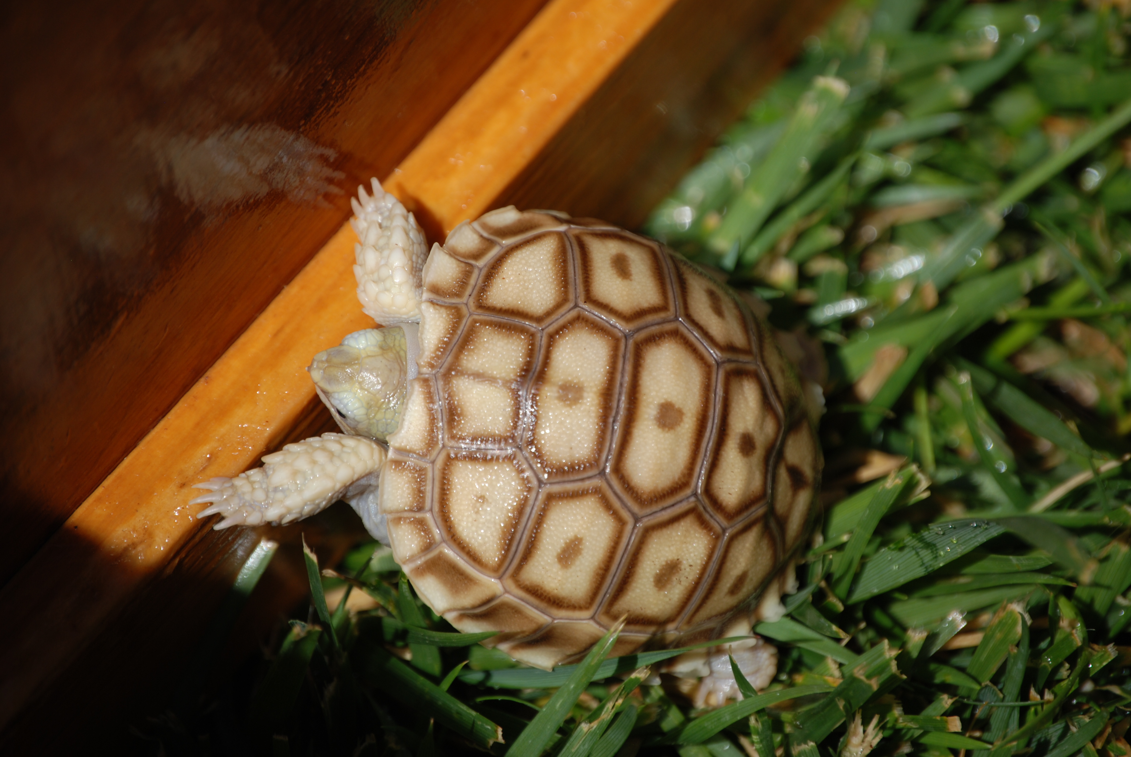 Marv just loved to climb and climb