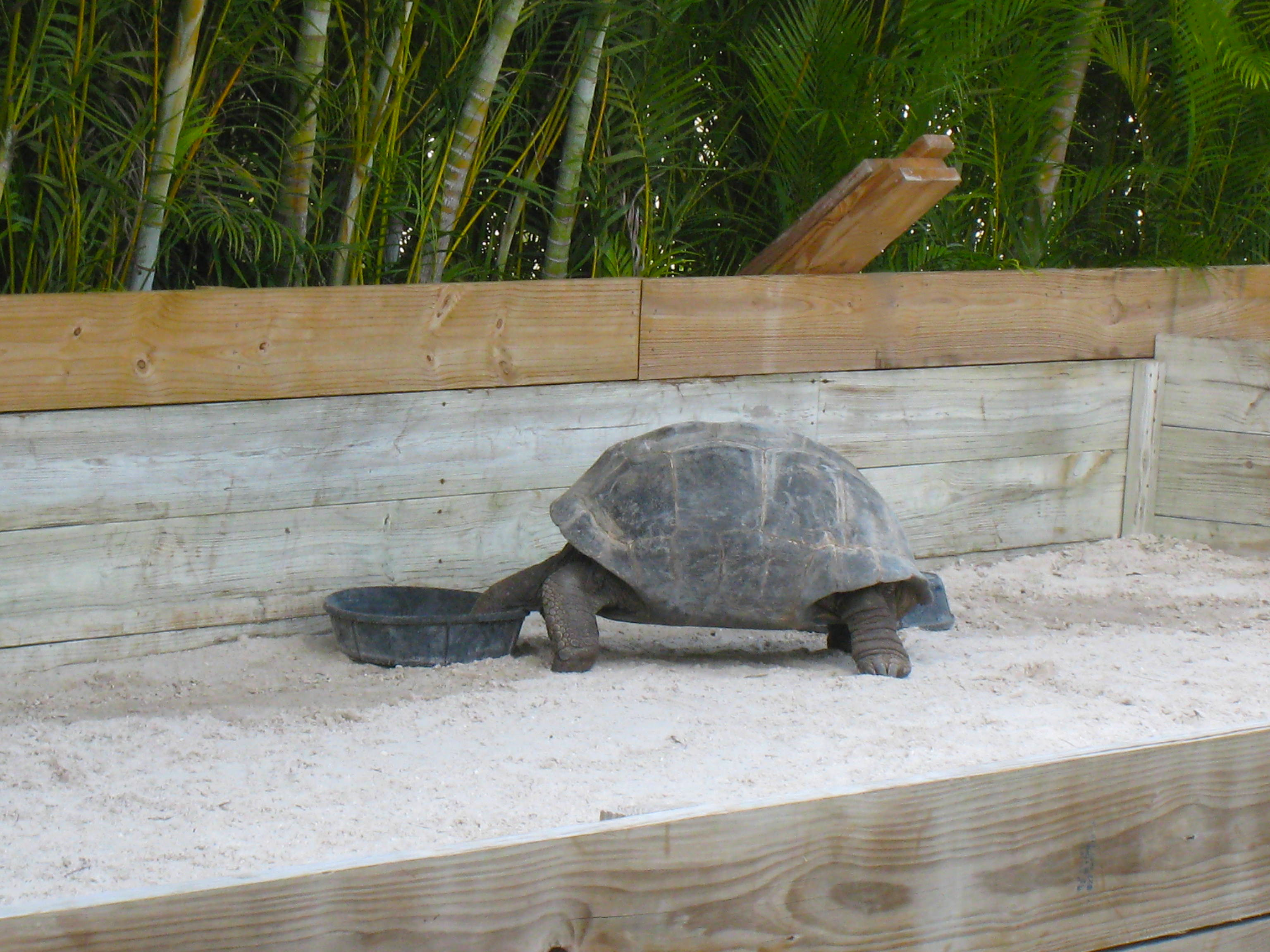 MISC. ALDABRA PICTURES // 11-20-2014