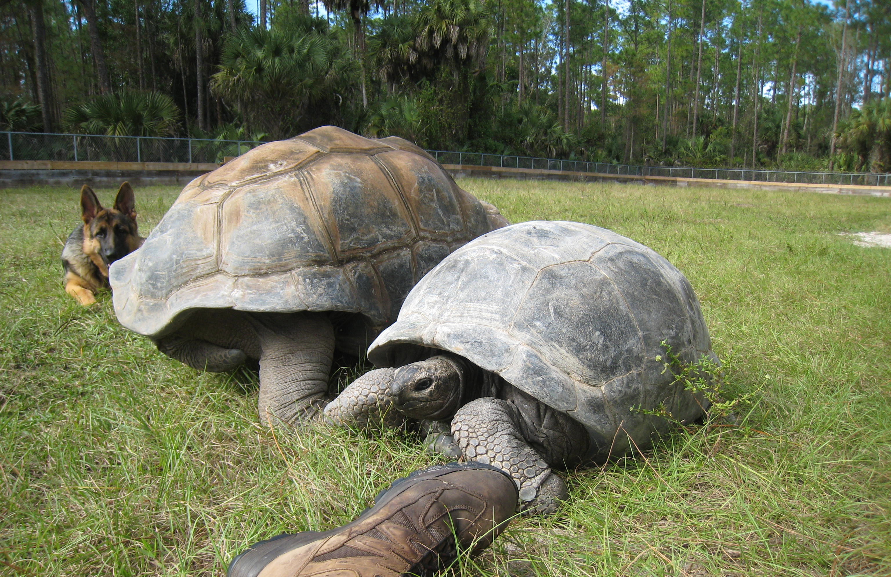 MISC. ALDABRA PICTURES // 11-20-2014