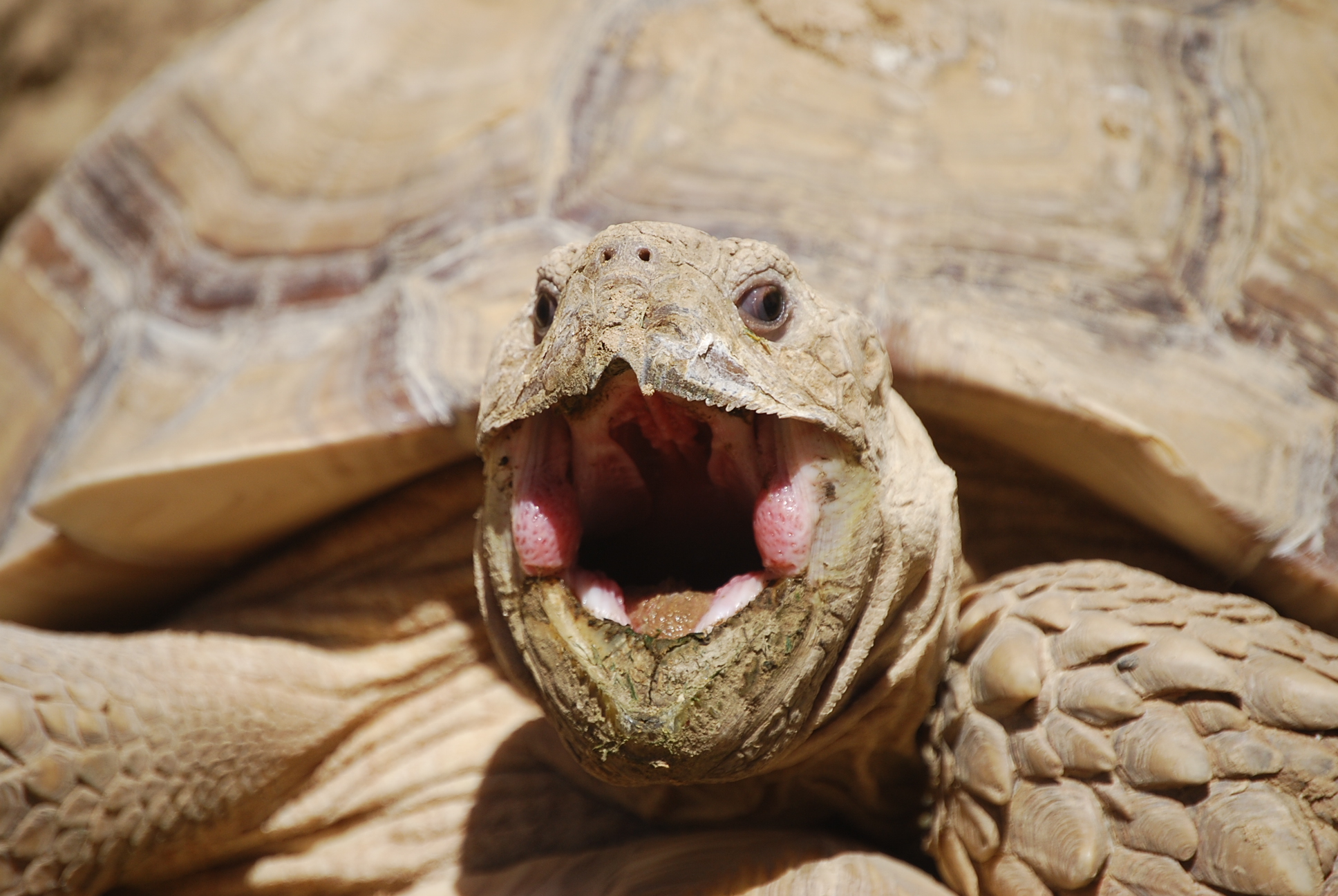 MONSTRO! Emerges from burrow and yawns!  April 14, 2015