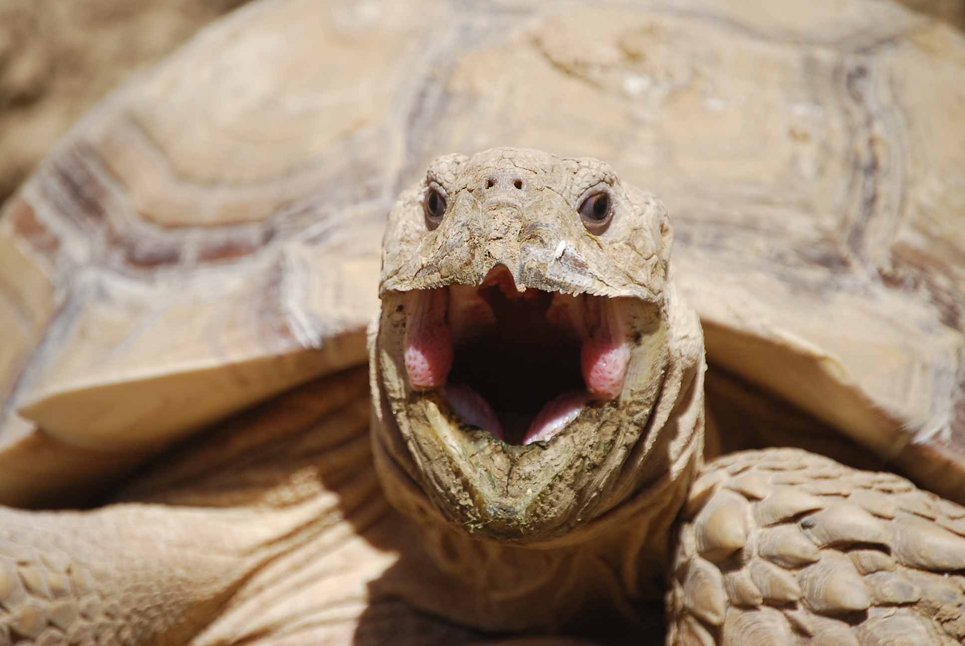 MONSTRO! Emerges from burrow and yawns!  April 14, 2015