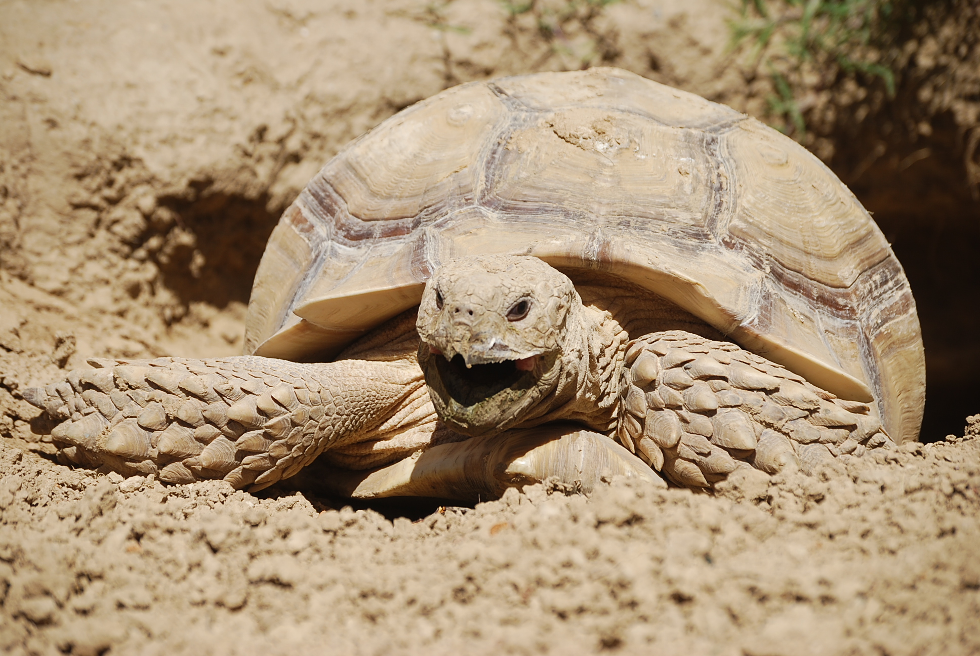 MONSTRO! Emerges from burrow and yawns!  April 14, 2015