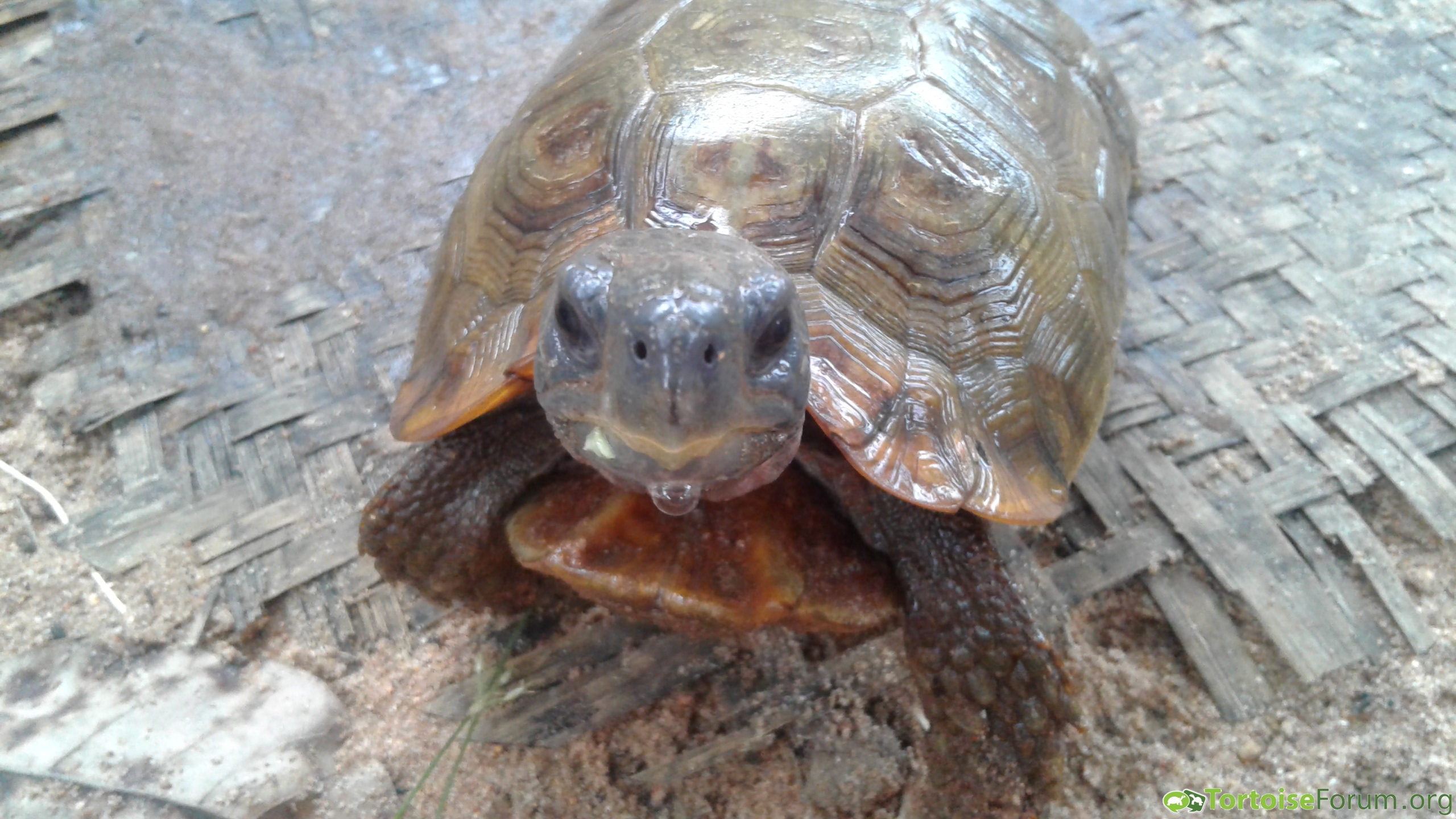 Moses the Tortoise