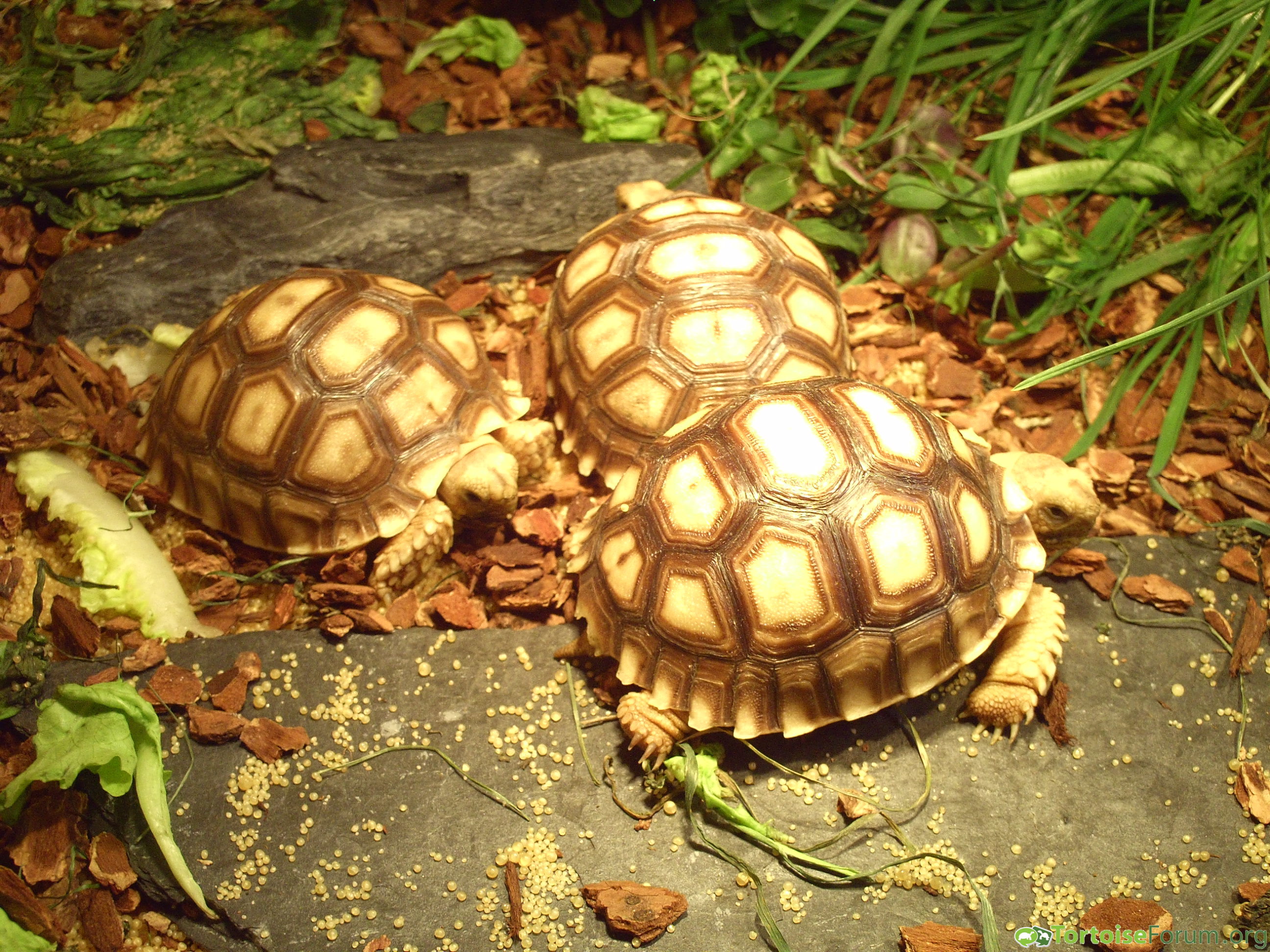 My sulcata tortoises from Juli 2016