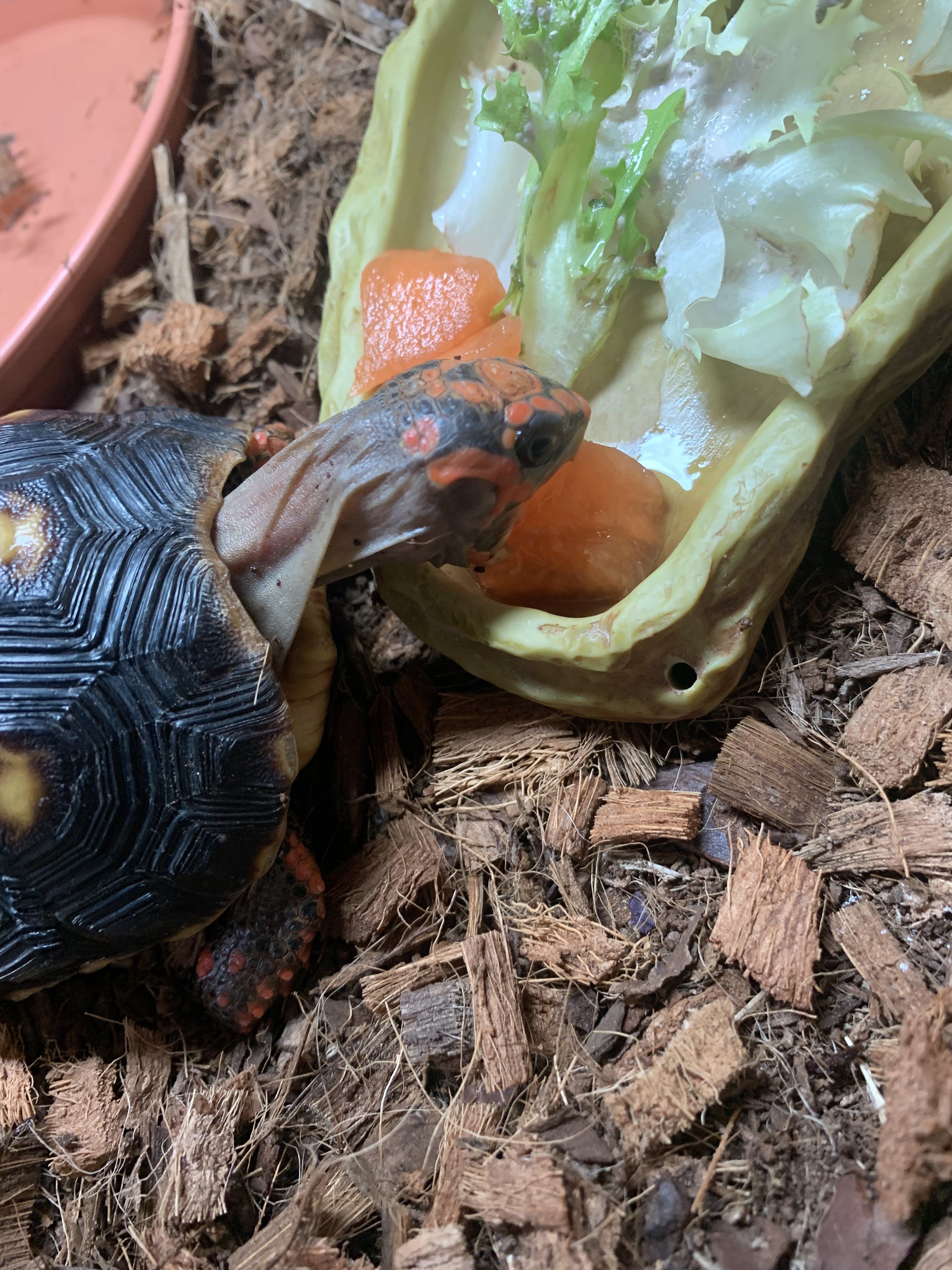 My tortoise Maple eating melon