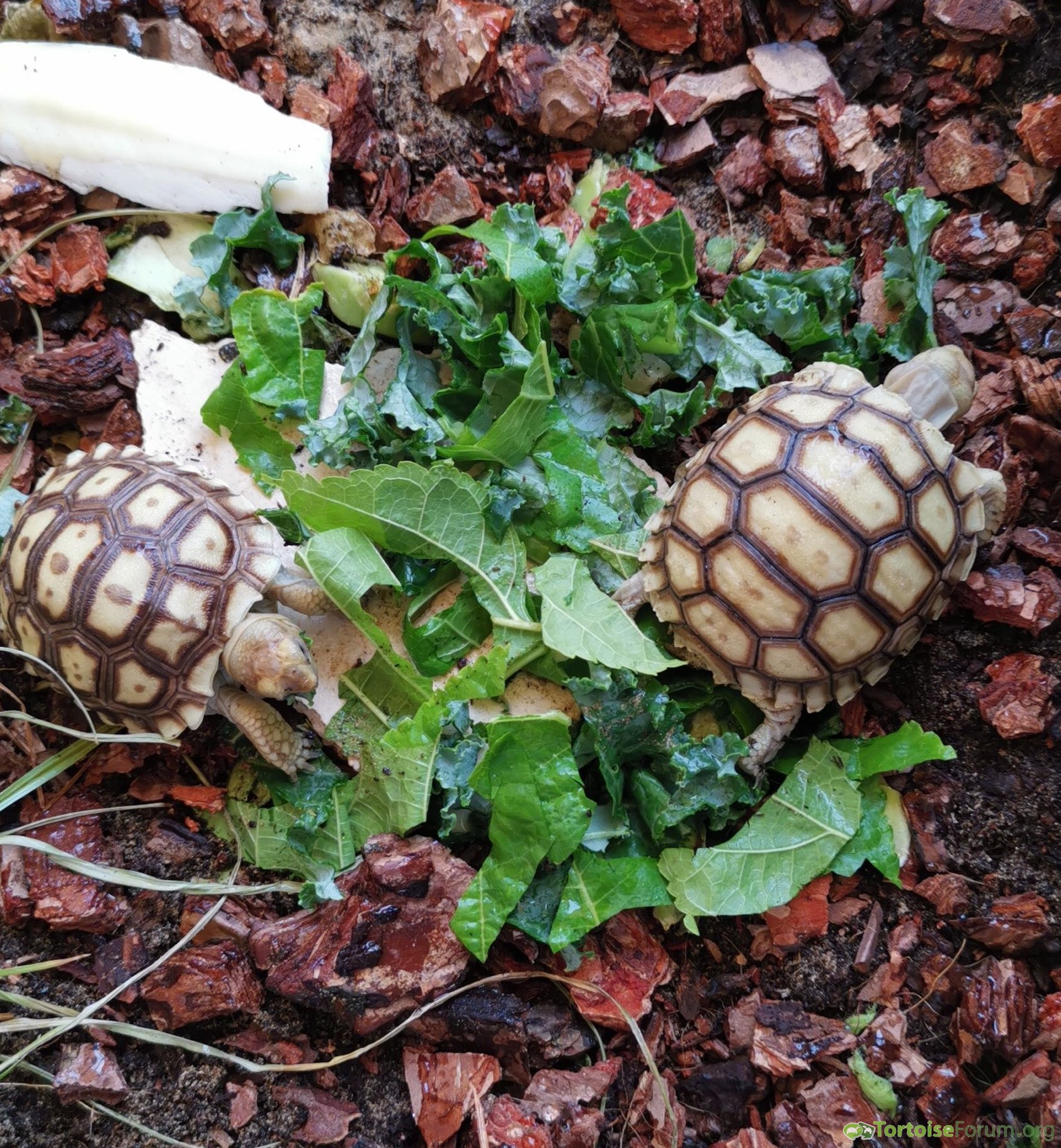 My two baby Sulcata tortoise.