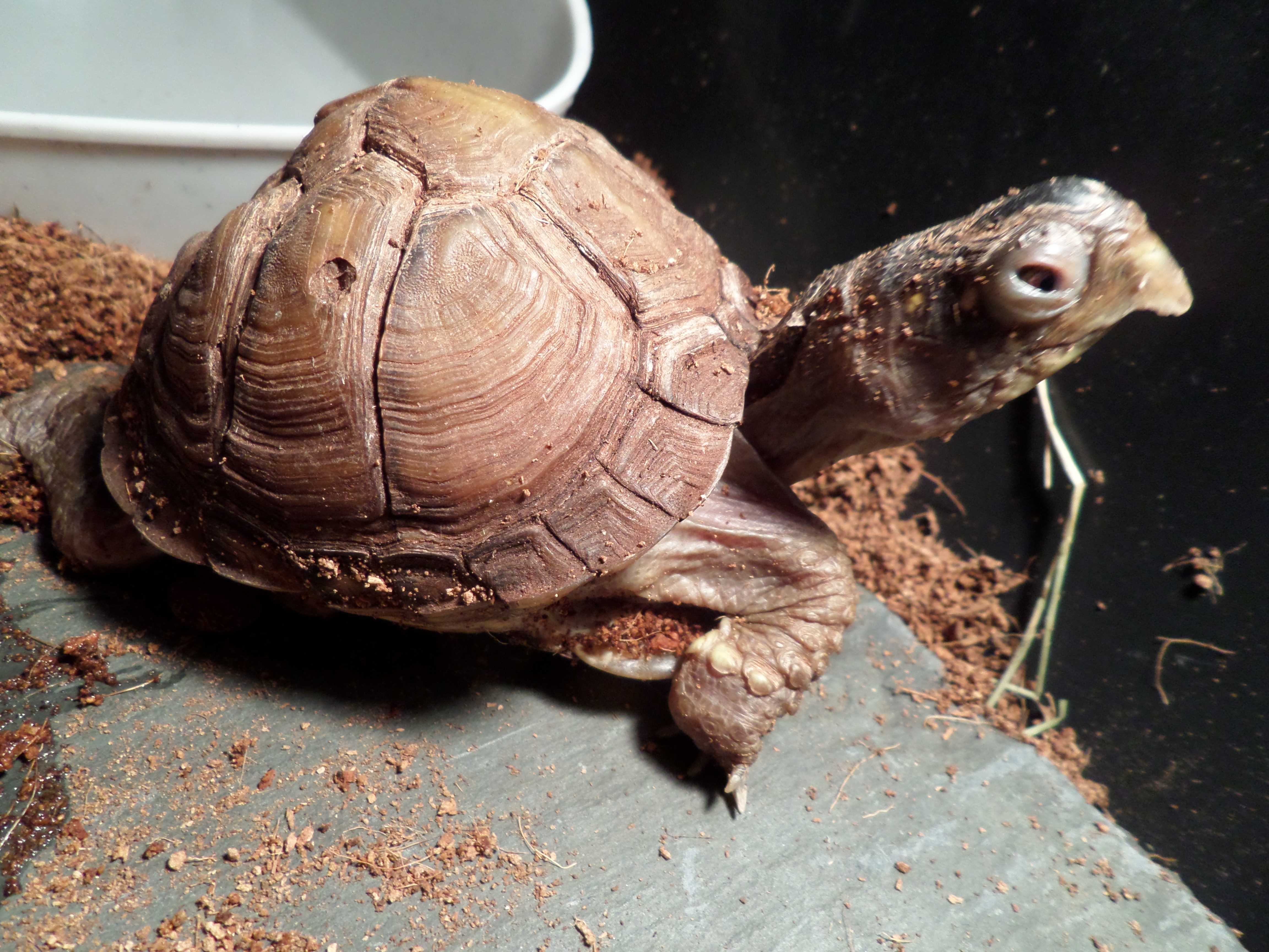 new turtle