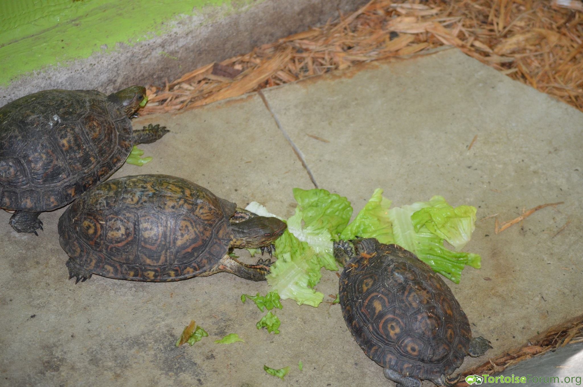 Nicaraguan wood turtles
