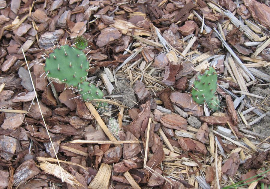 Opuntia Cactus Is Growing