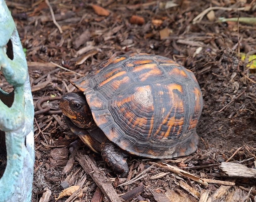 ORANGE BOX TURTLE.jpg