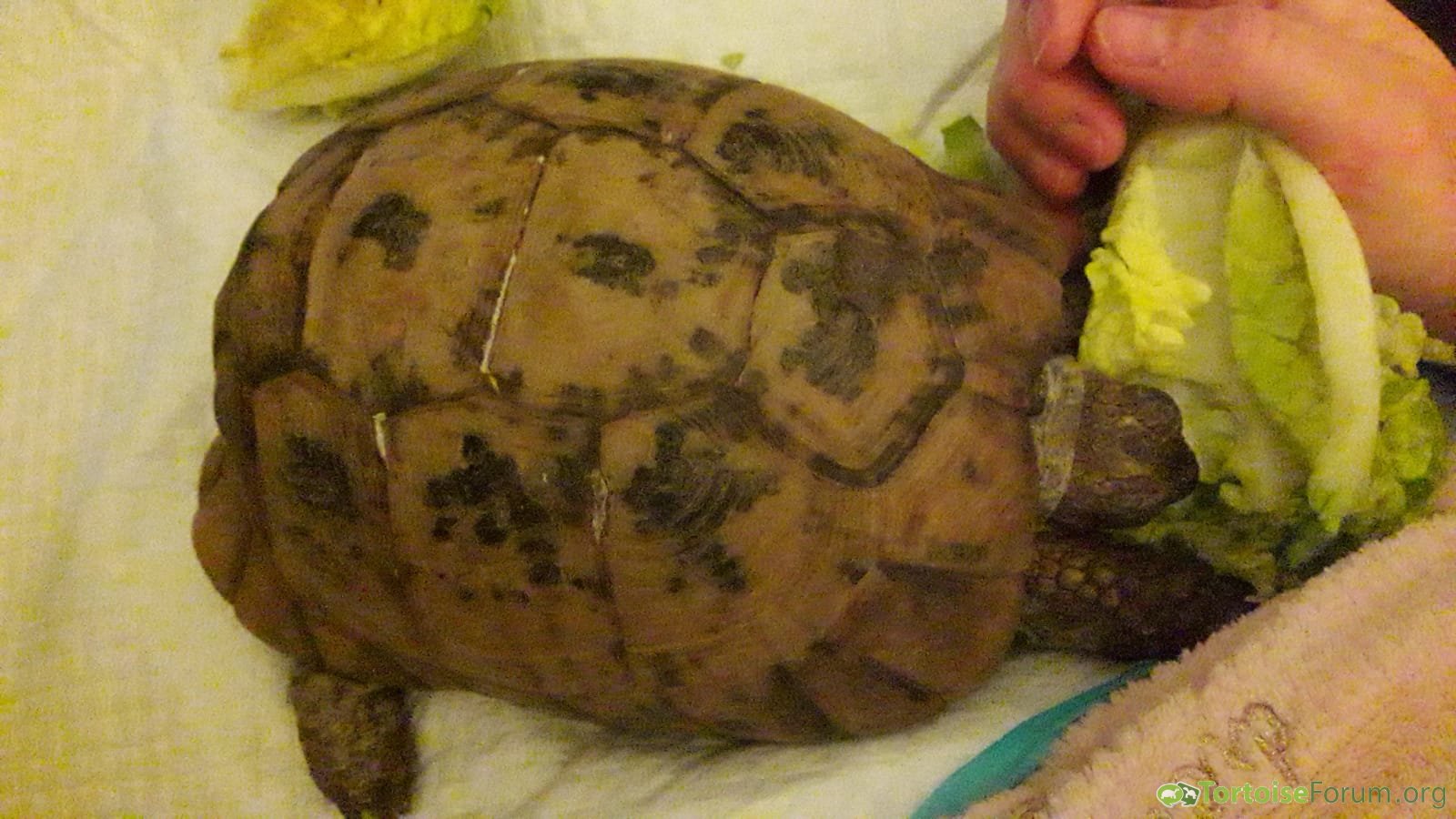 Our tortoise.. weve had her 42 years