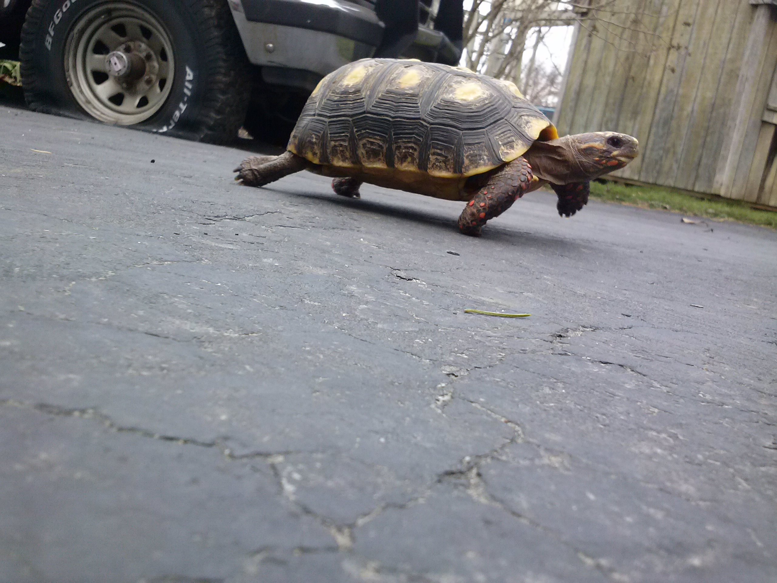 Paco found pavement