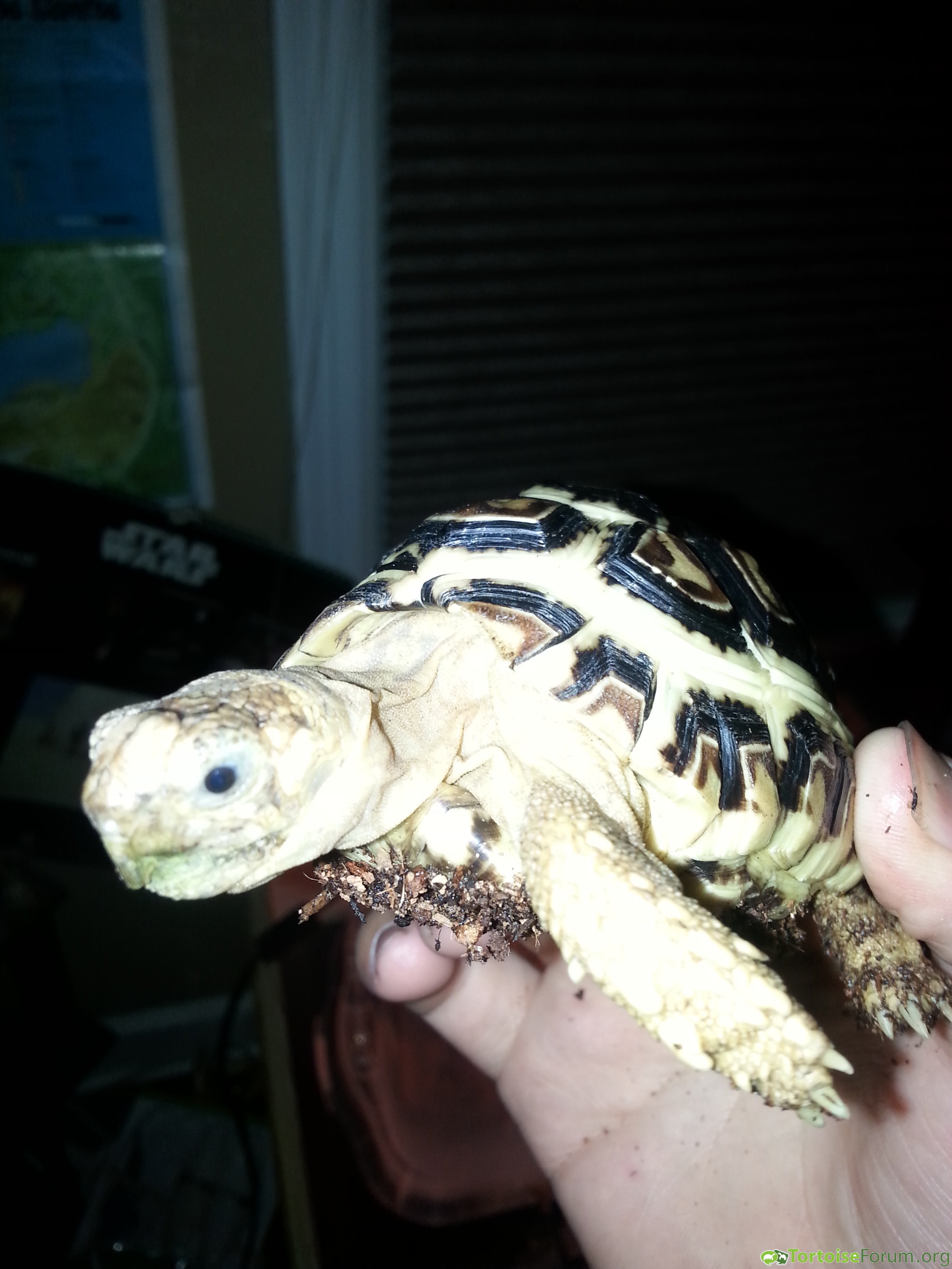 Petre, my first tortoise
