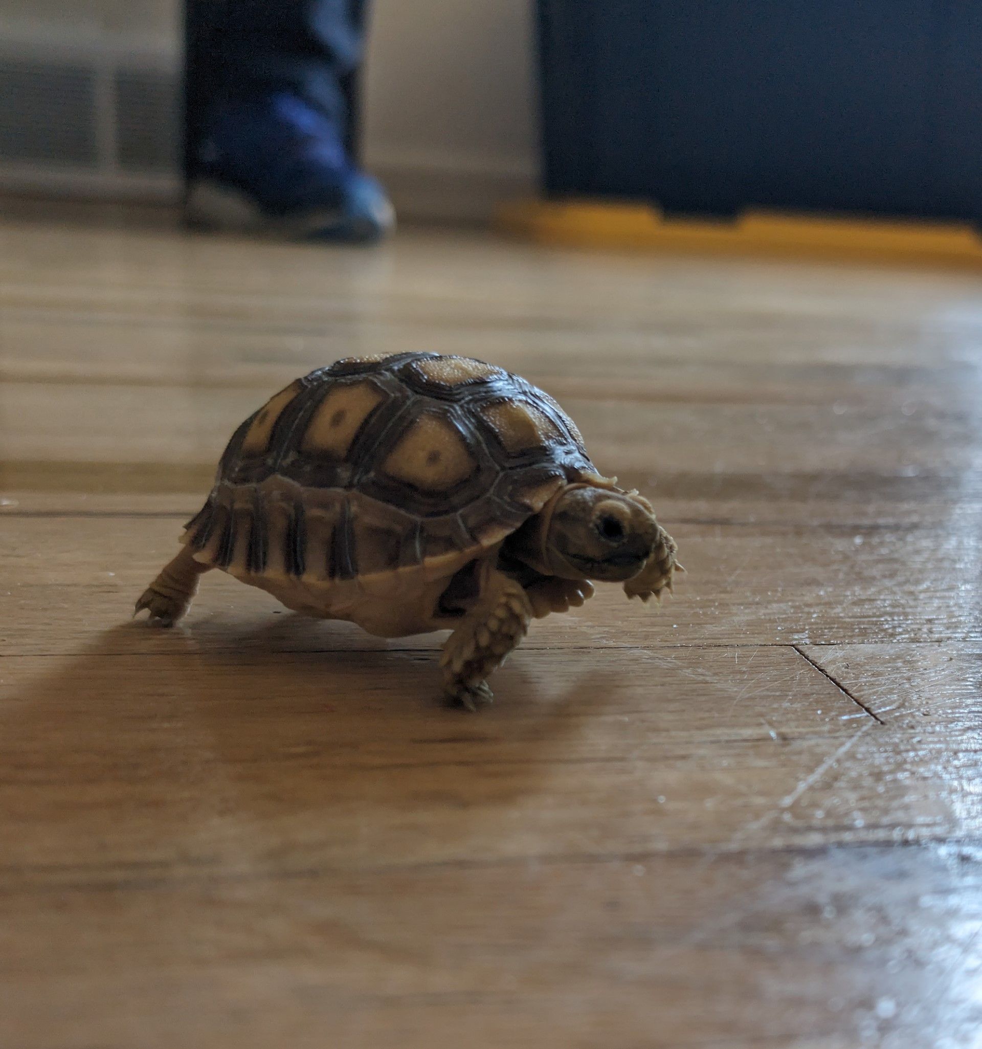Poquito