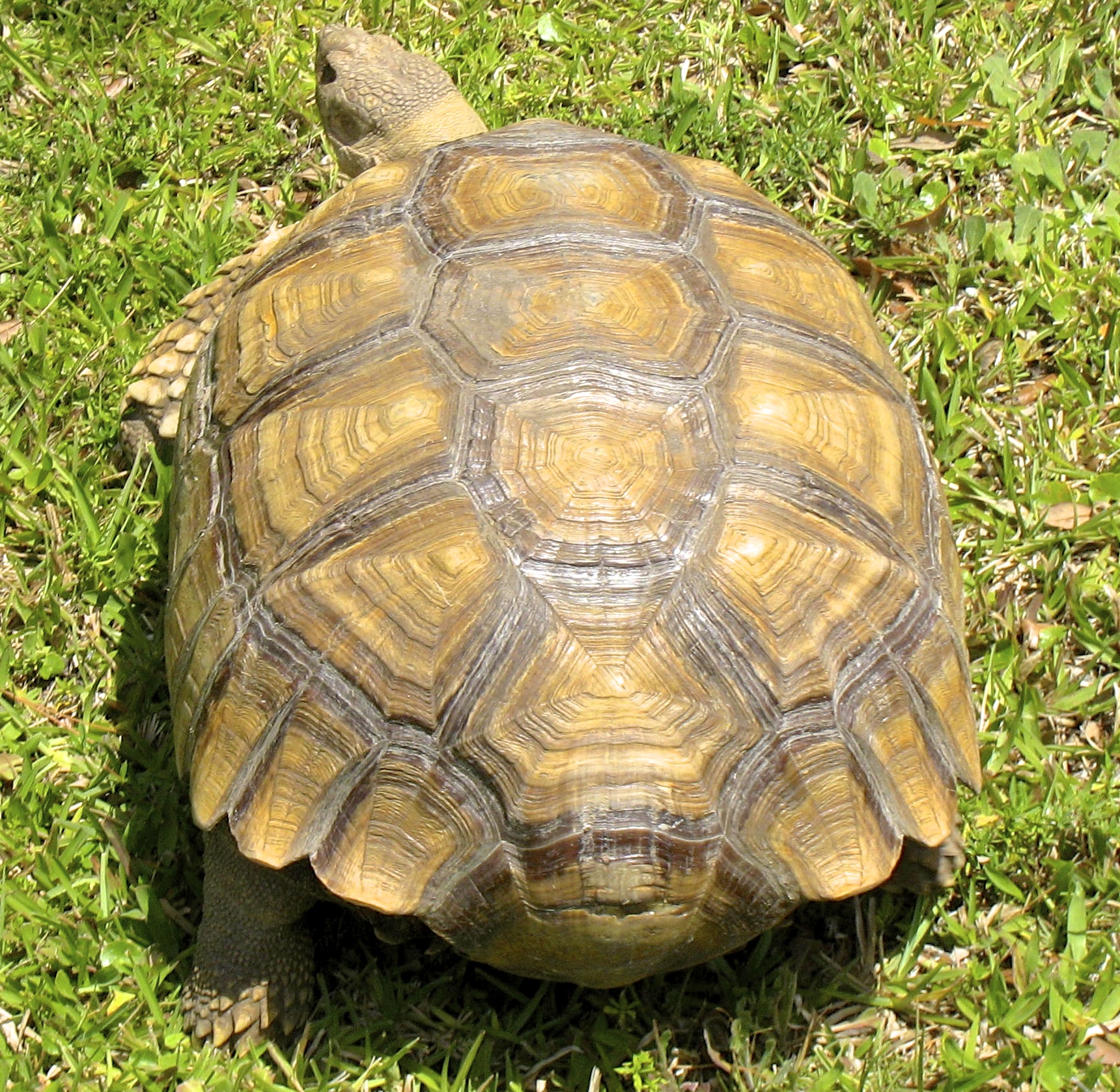 RESCUED SULCATA