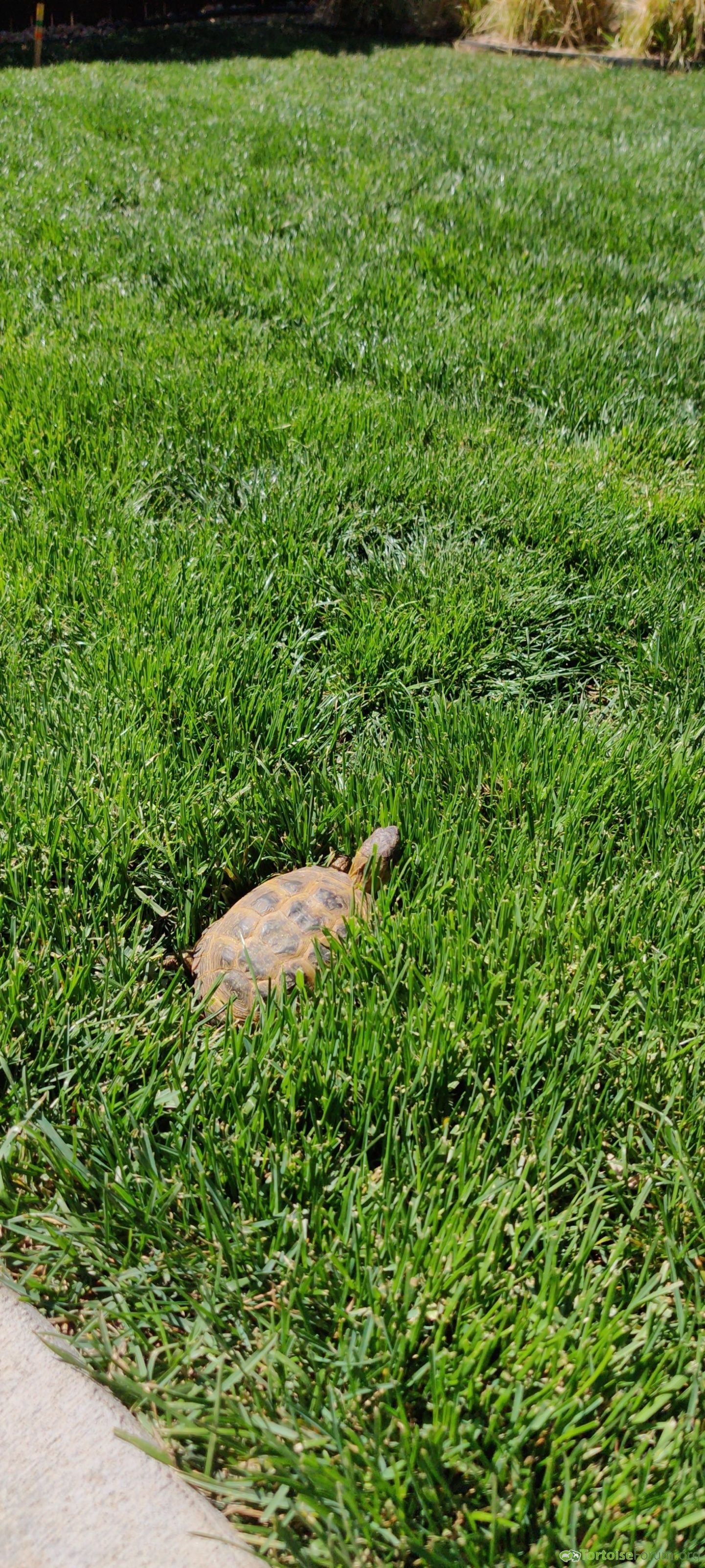 Russian tortoise grazing backyard