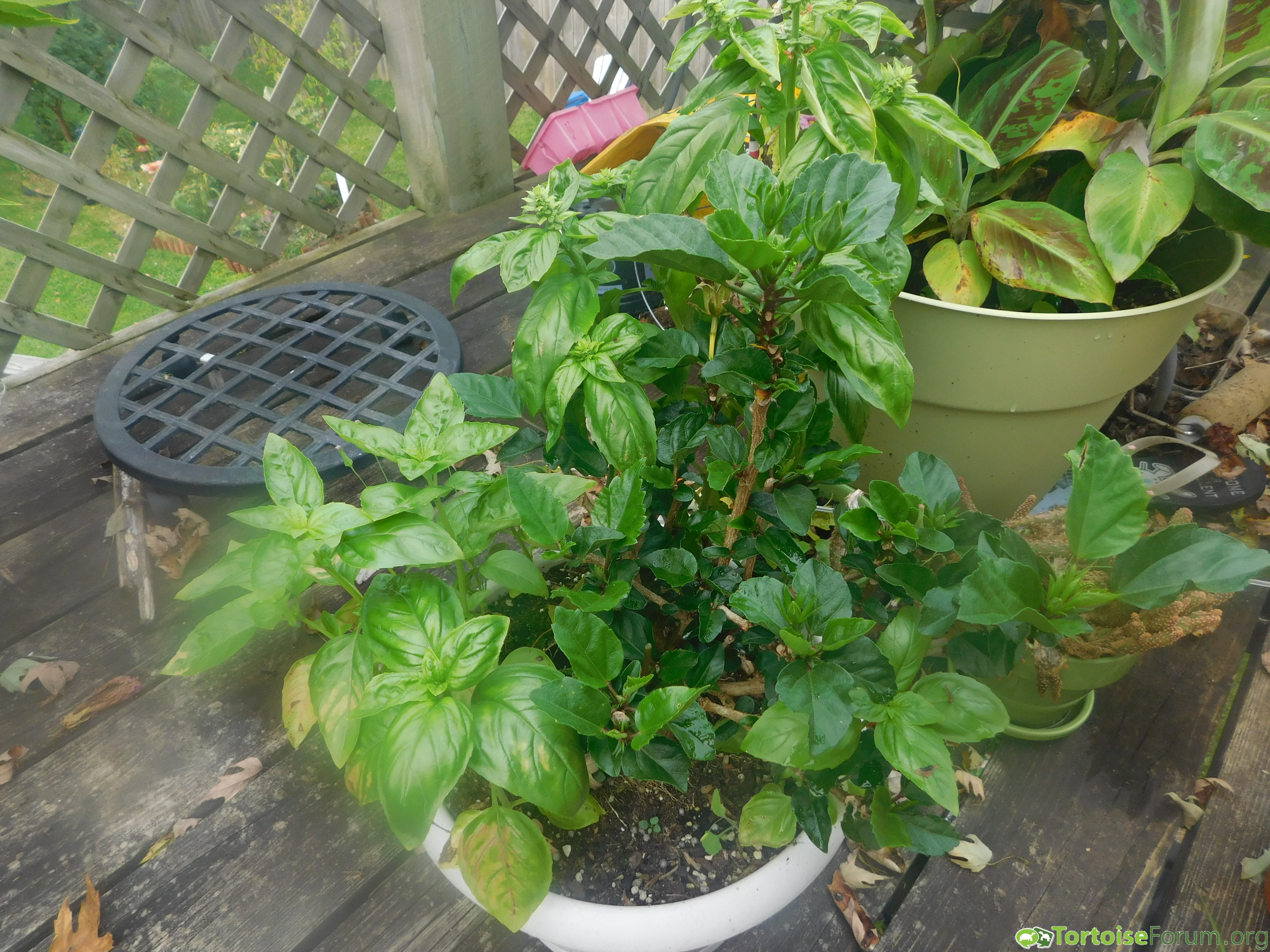 small hibiscus with surprise side of basil