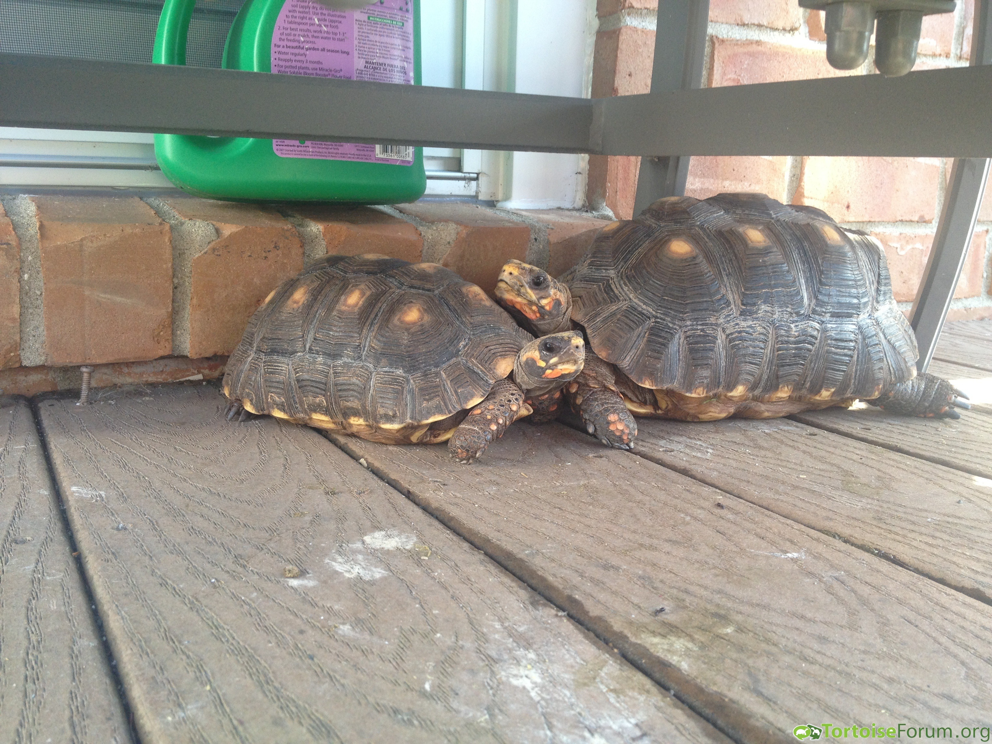 Snuggling Tortoises