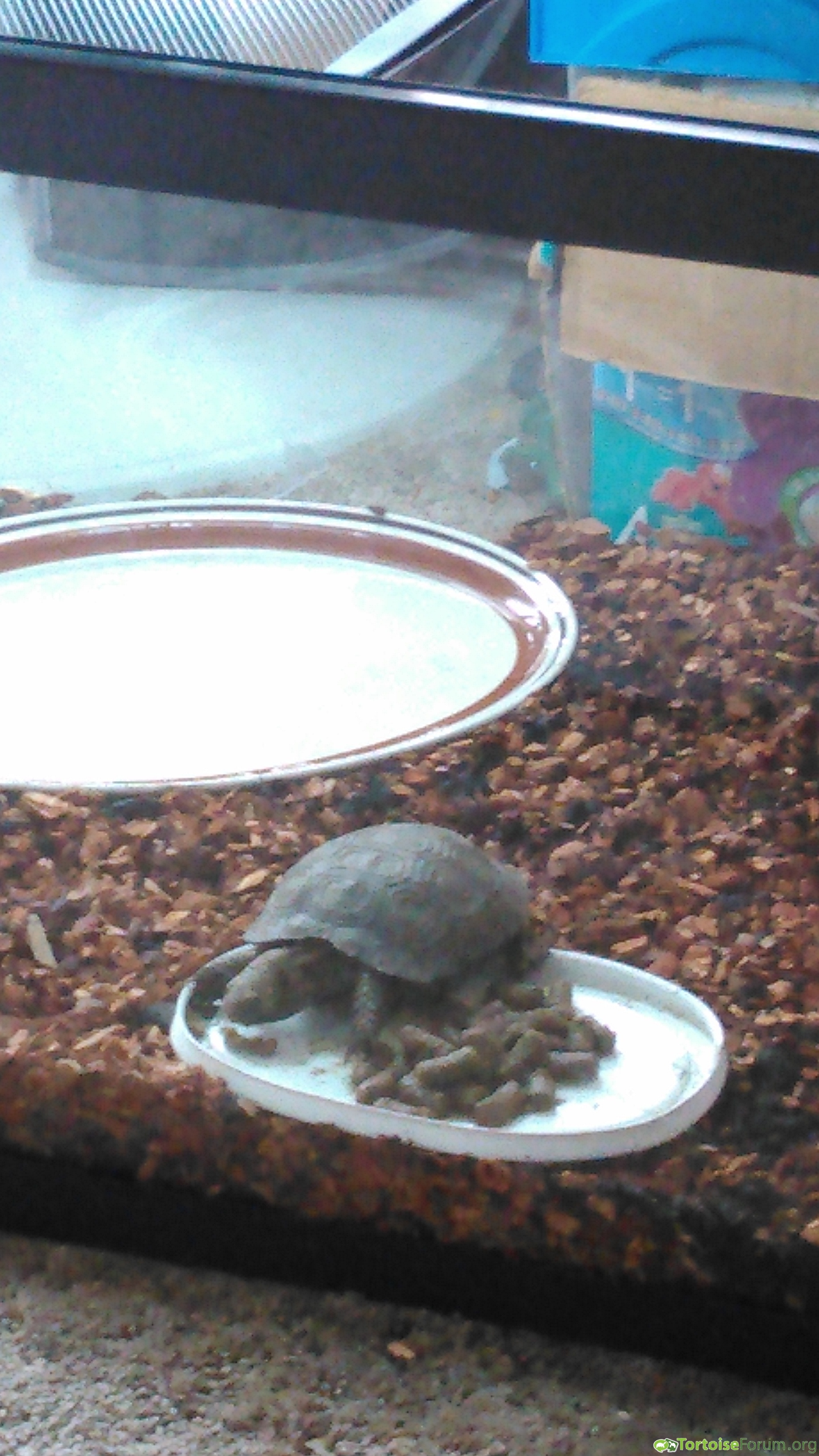 Squirt eating his Mazuri pellets