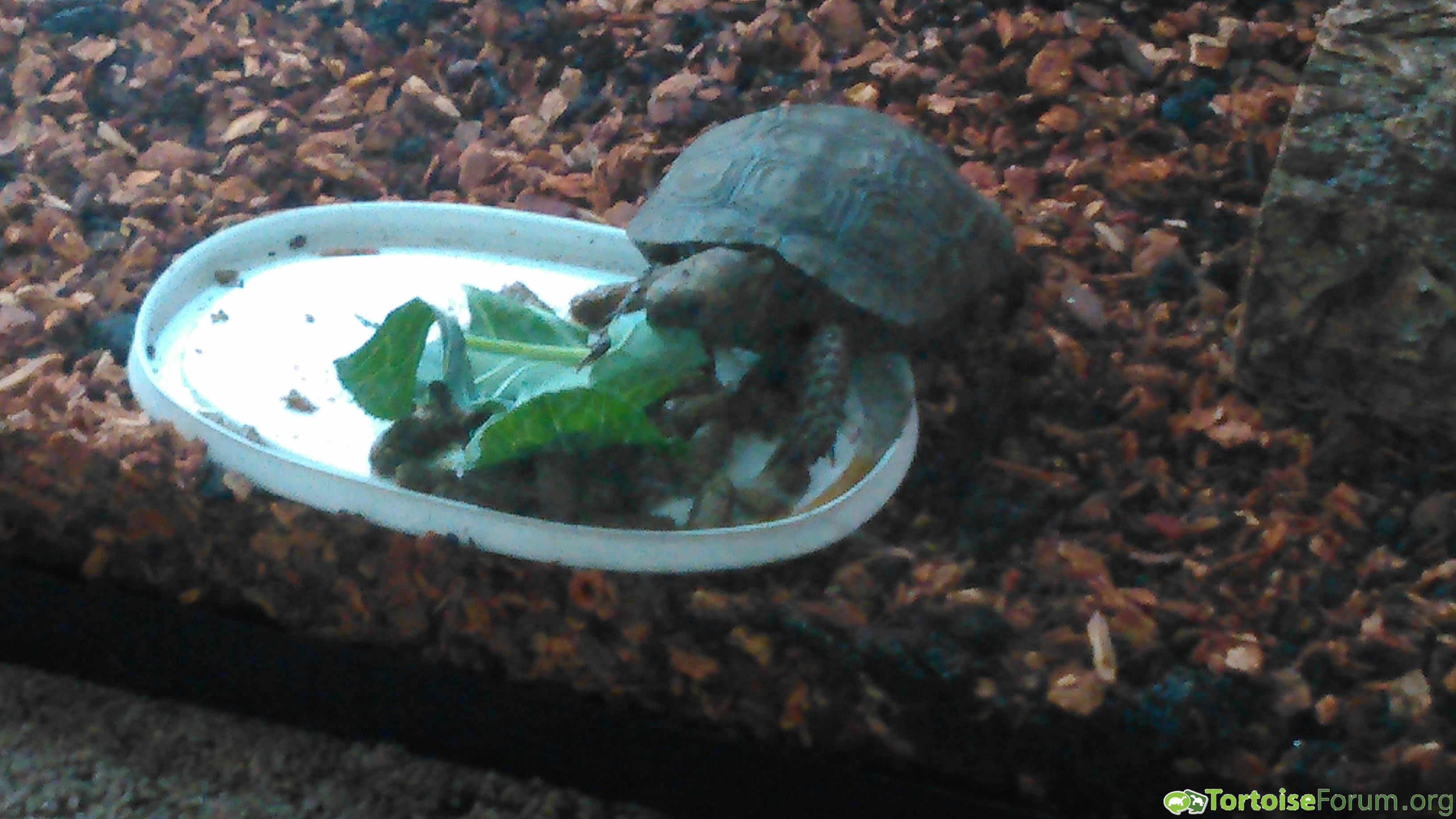 Squirt eating