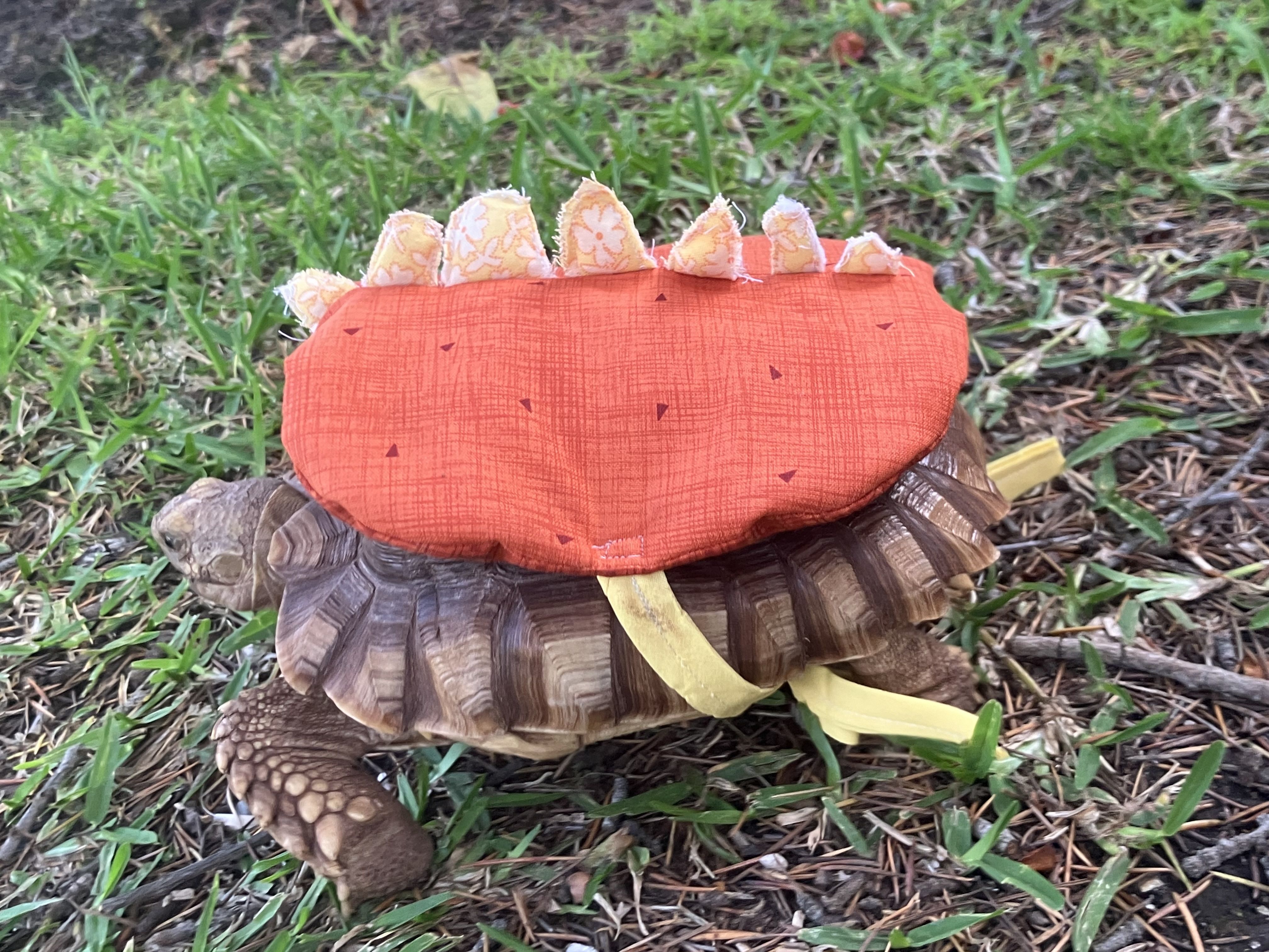 Stegatortoise
