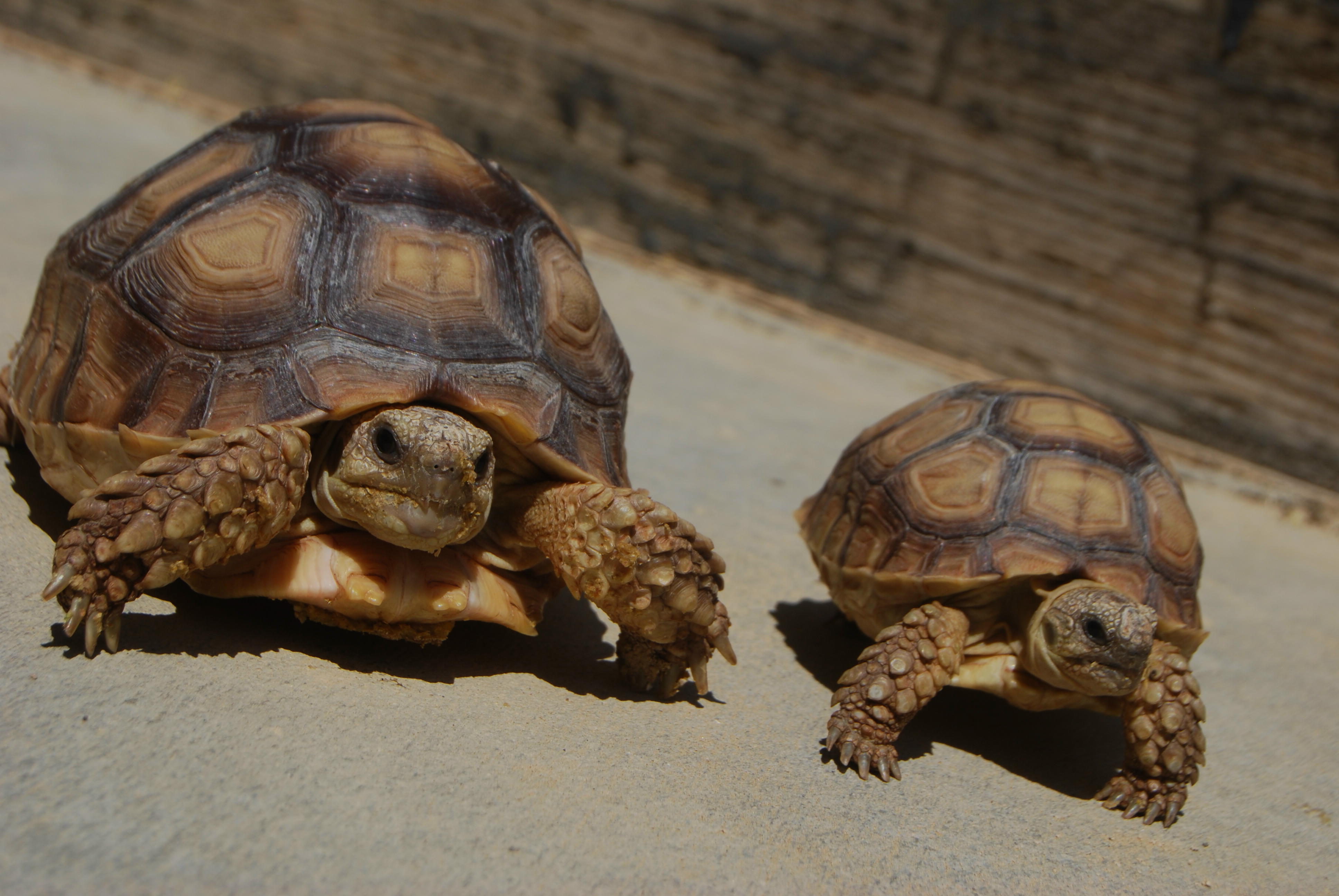 still-a-huge-difference-in-size-tortoise-forum