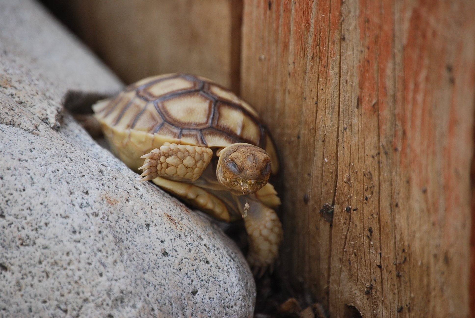 Stuck between a Rock and a Hard Place!