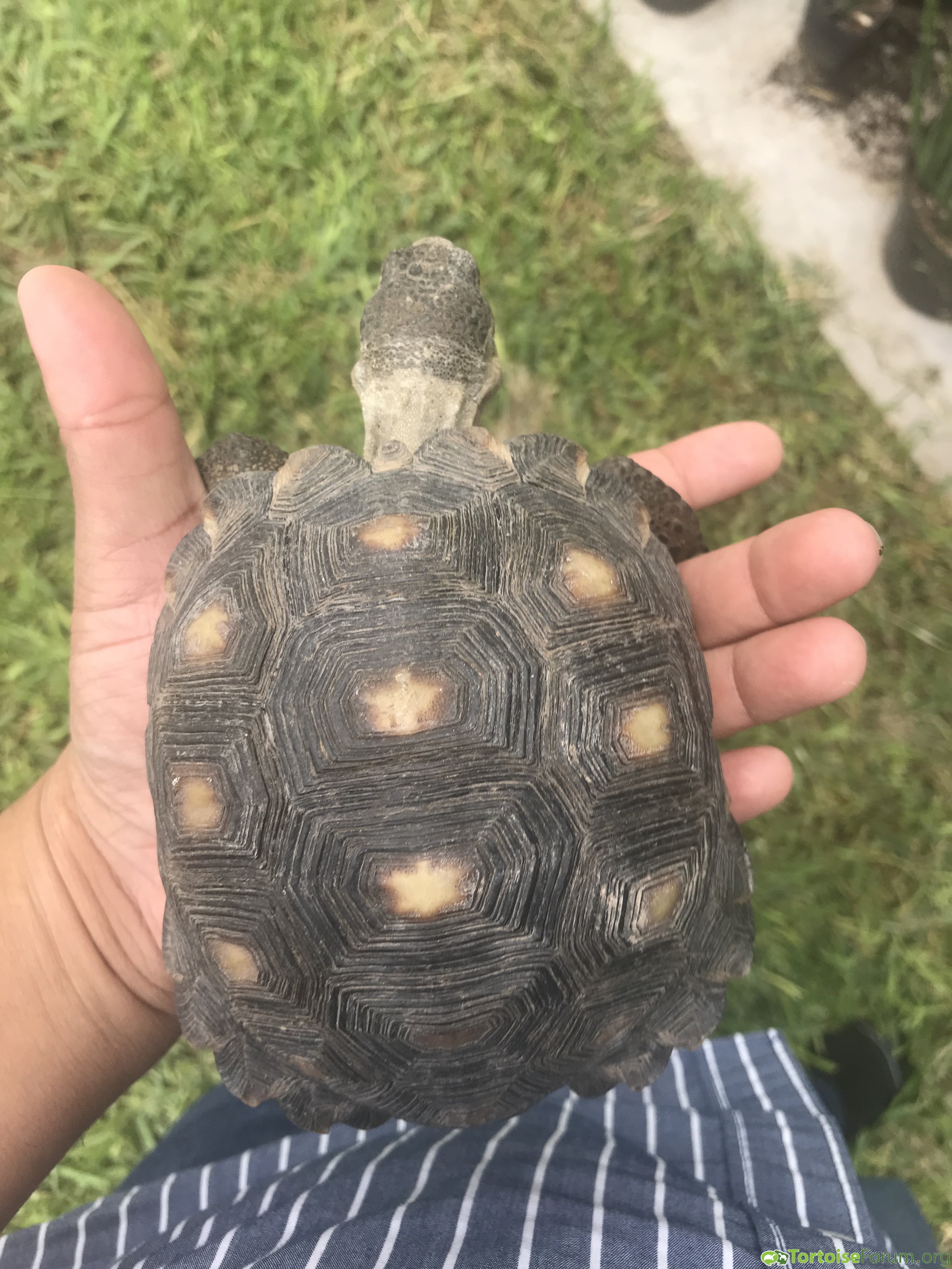 Texas tortoise?