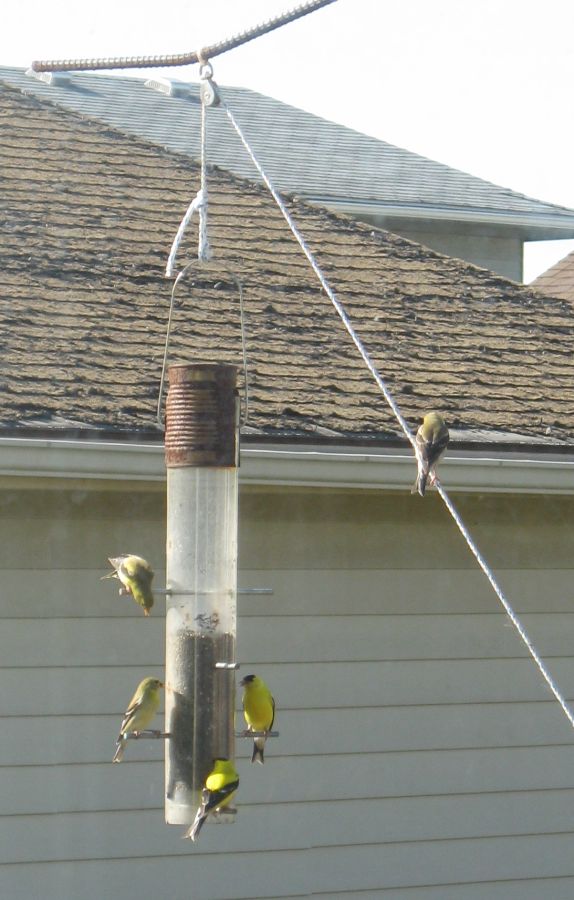 The Neighborhood Goldfinches