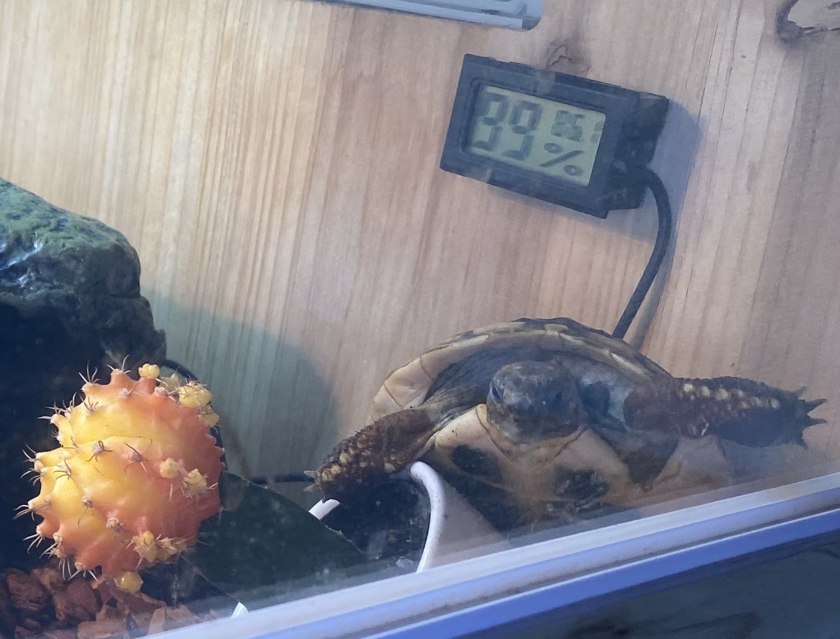The Ninjia Turtle