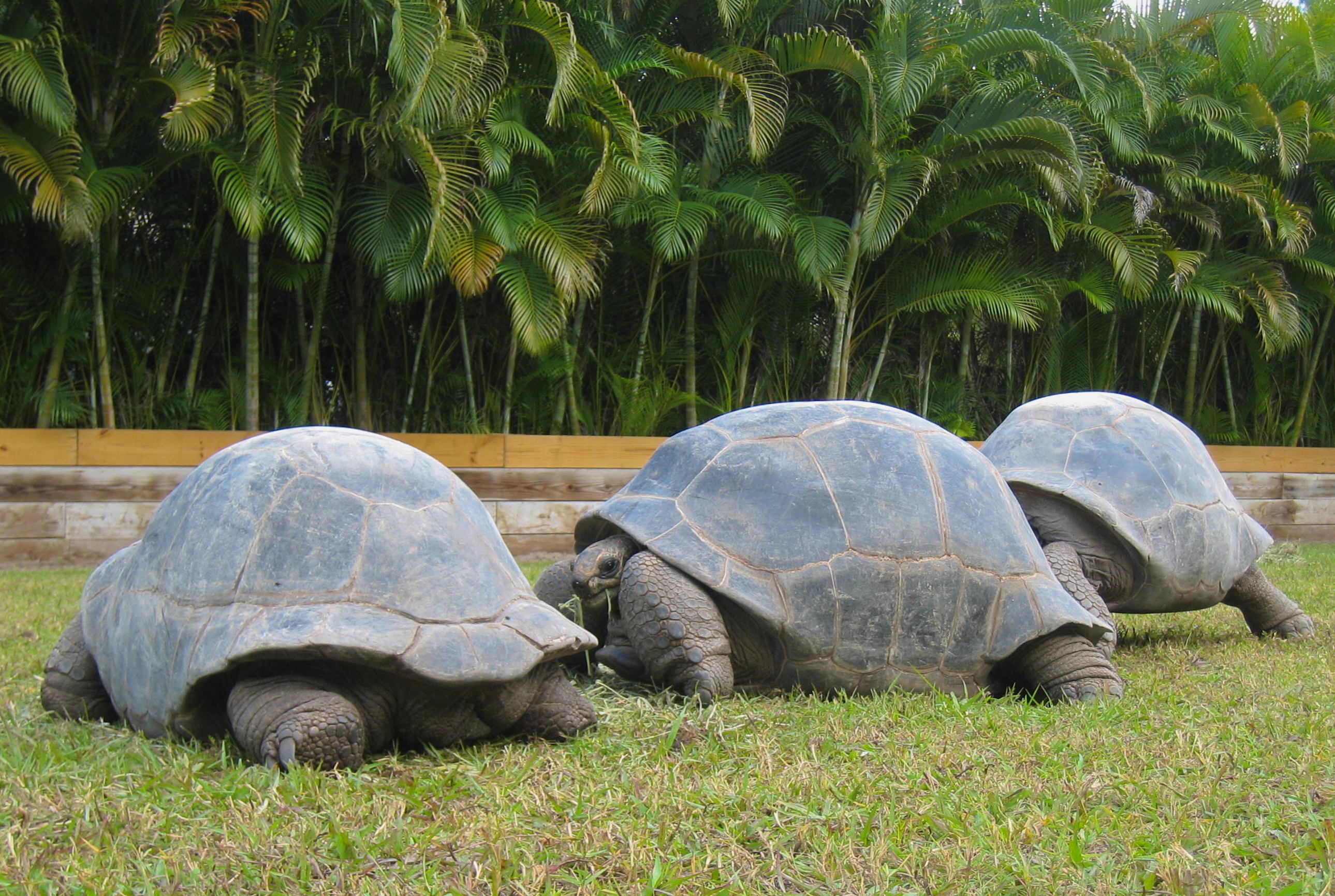 THREE FEMALE ALDABRAS