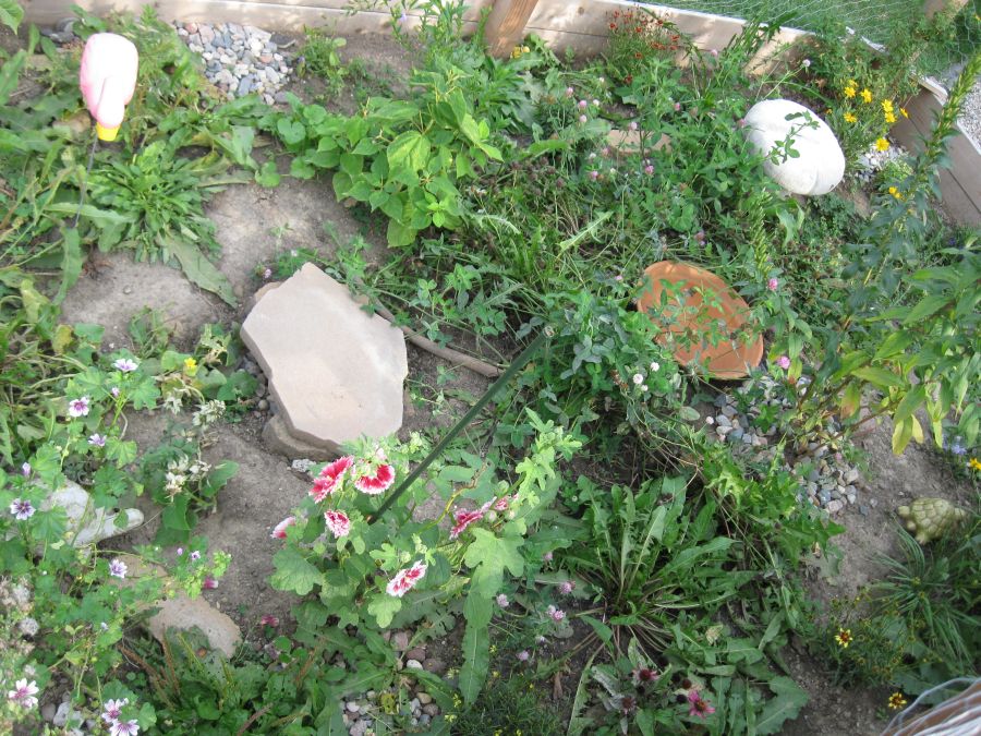 Tortoise Garden, Early September