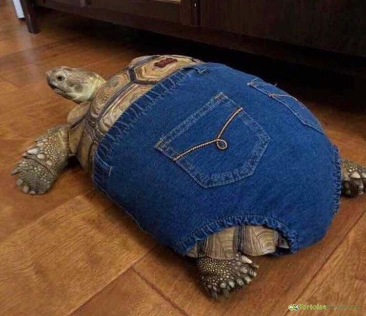 tortoise in Jeans.jpg