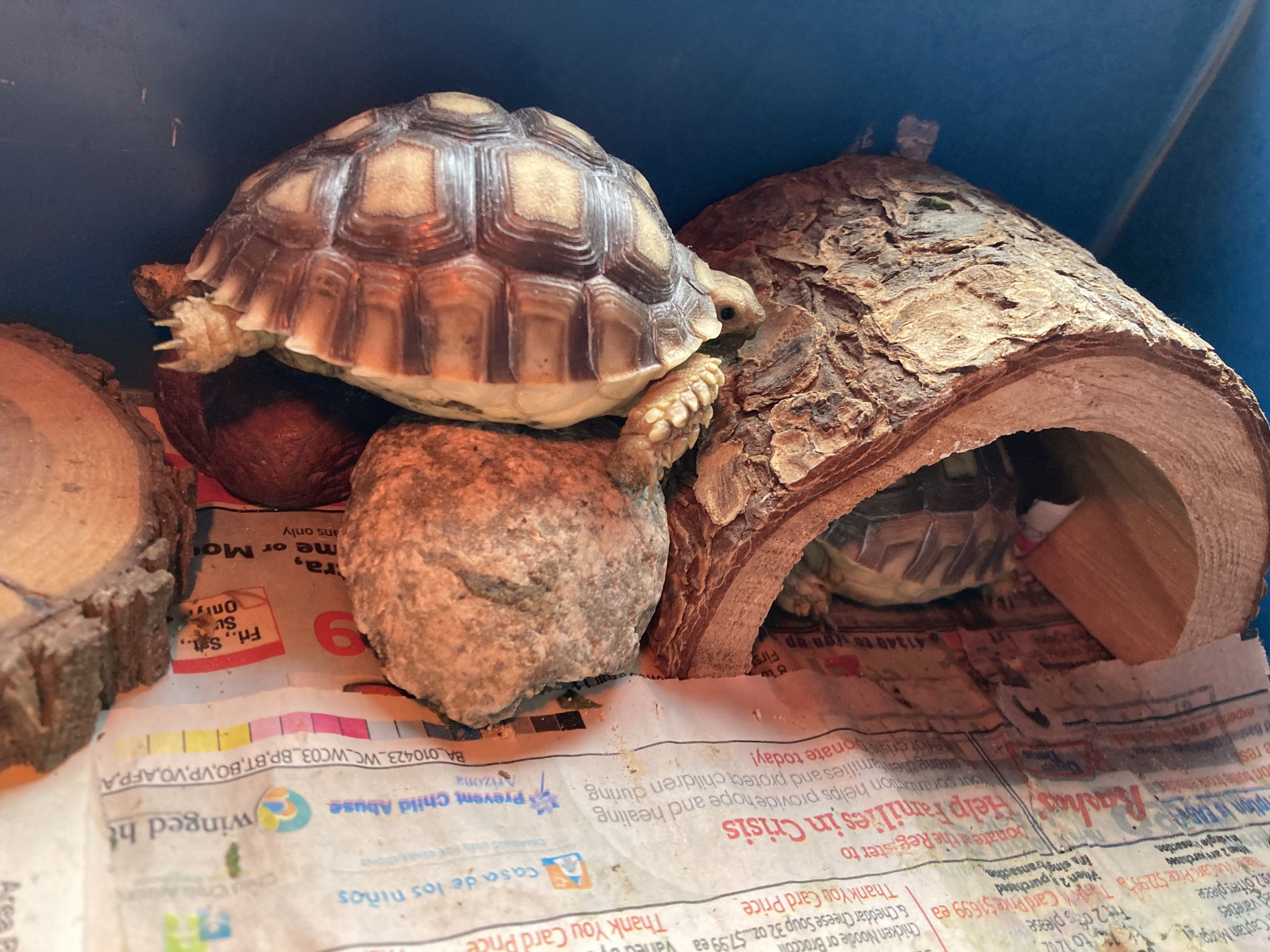 Tortoise Predicamentz