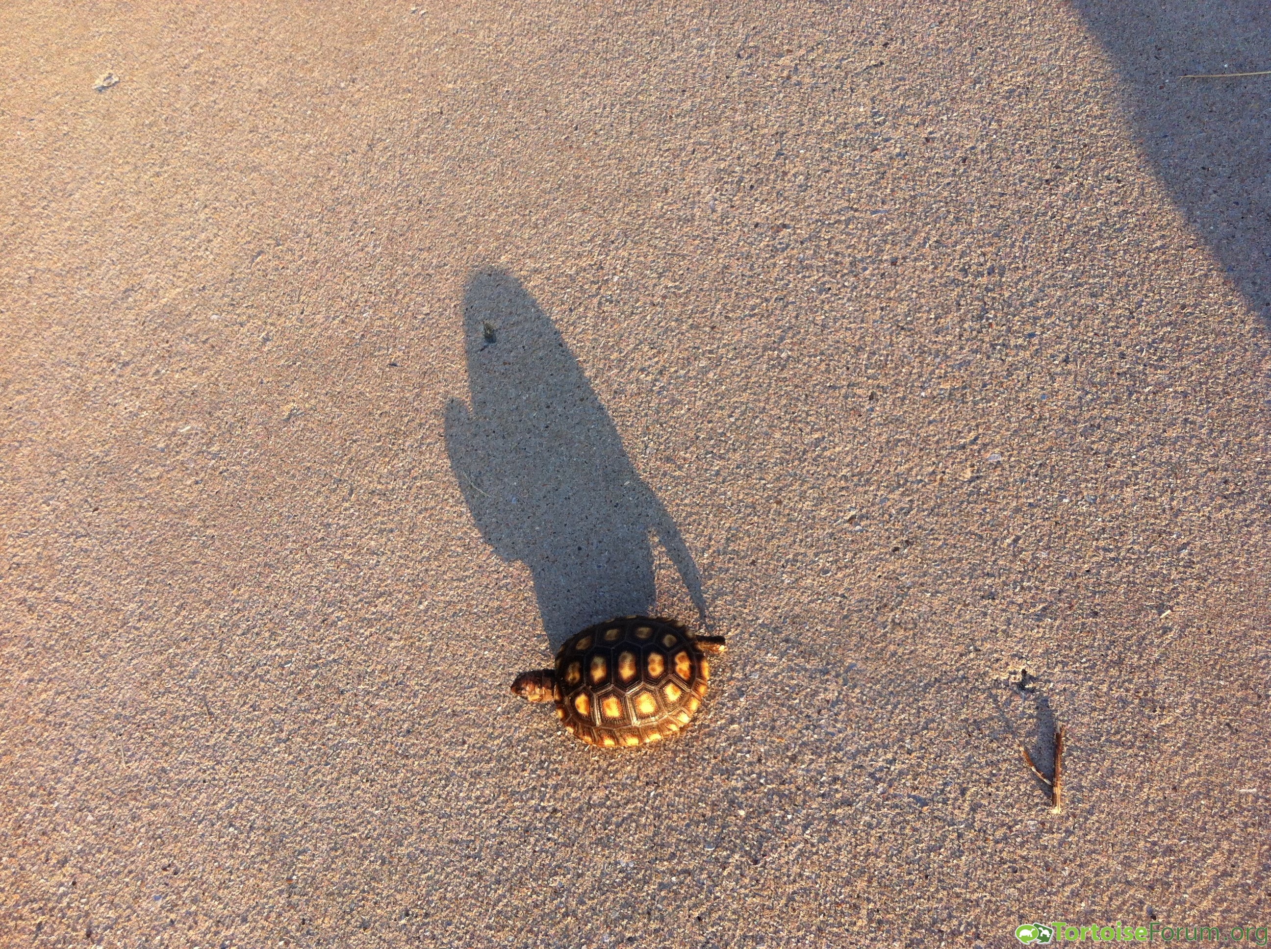 Tortoise-shaped shadow