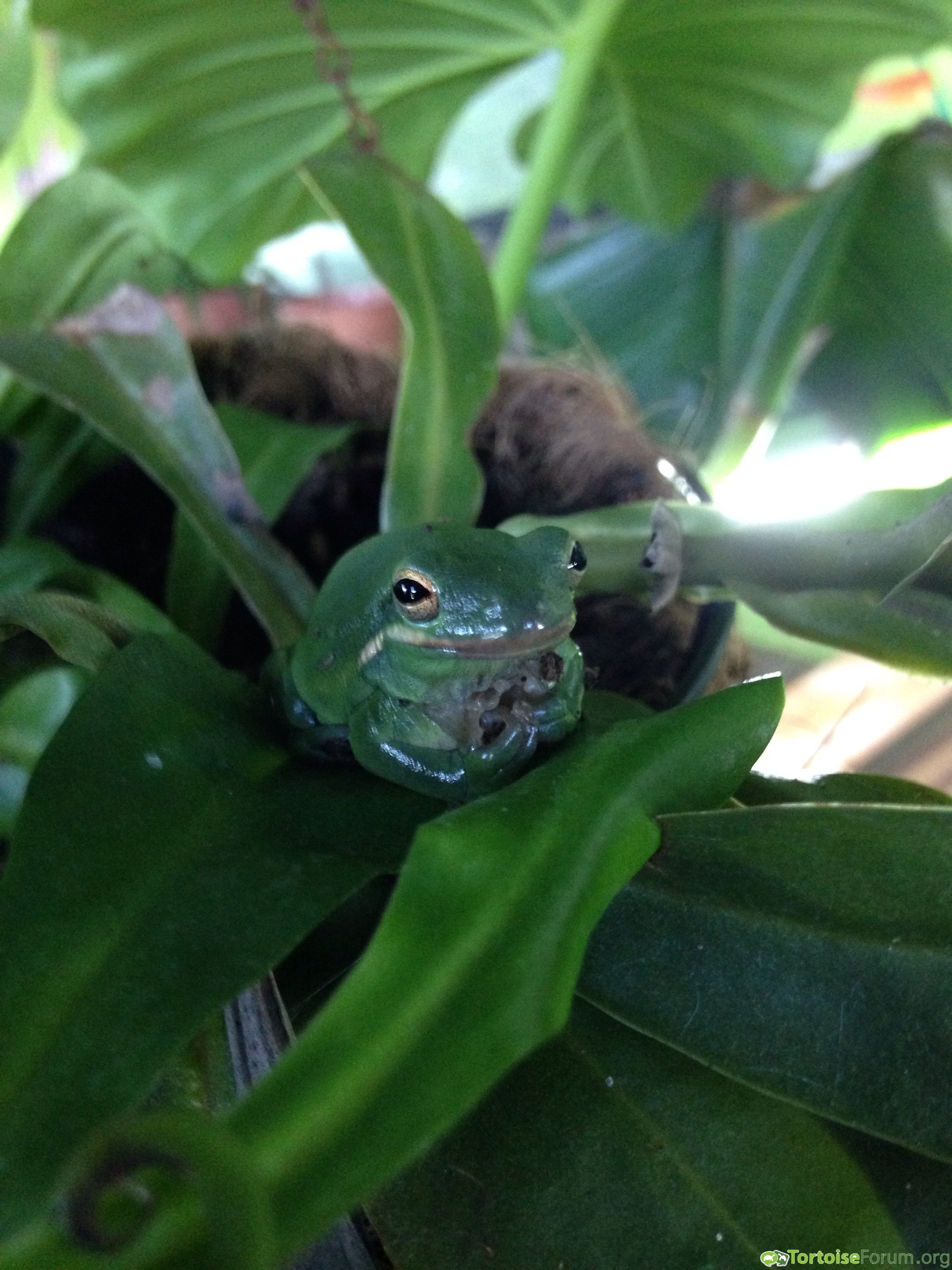 Tree frog in the greenhouse on pitcher plant