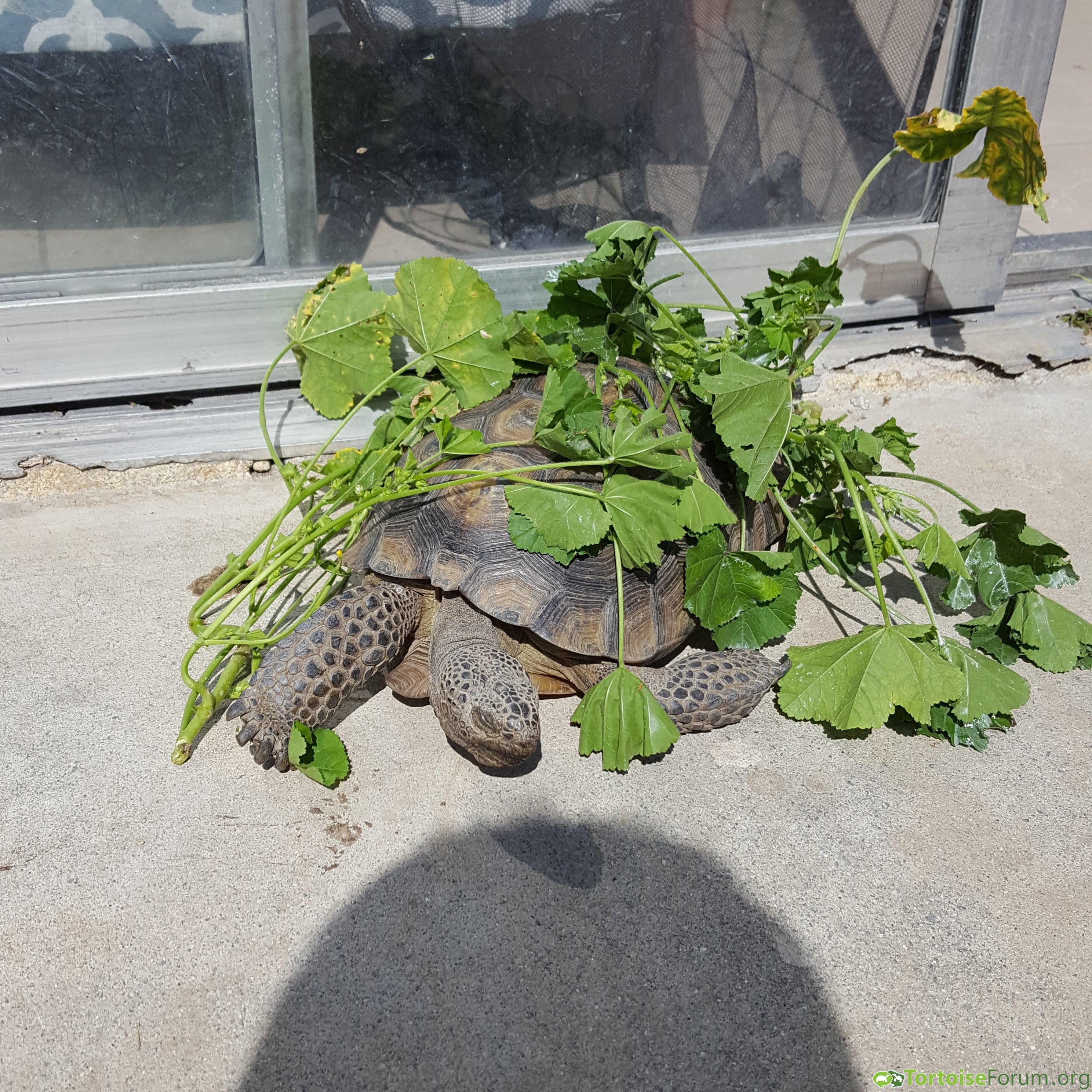 Turtle the Desert Tortoise