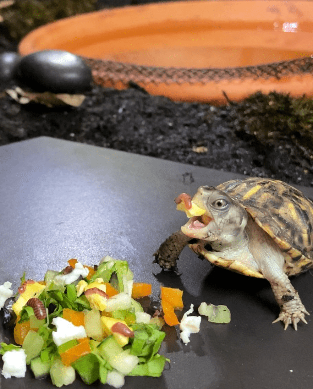 Twig trying egg!