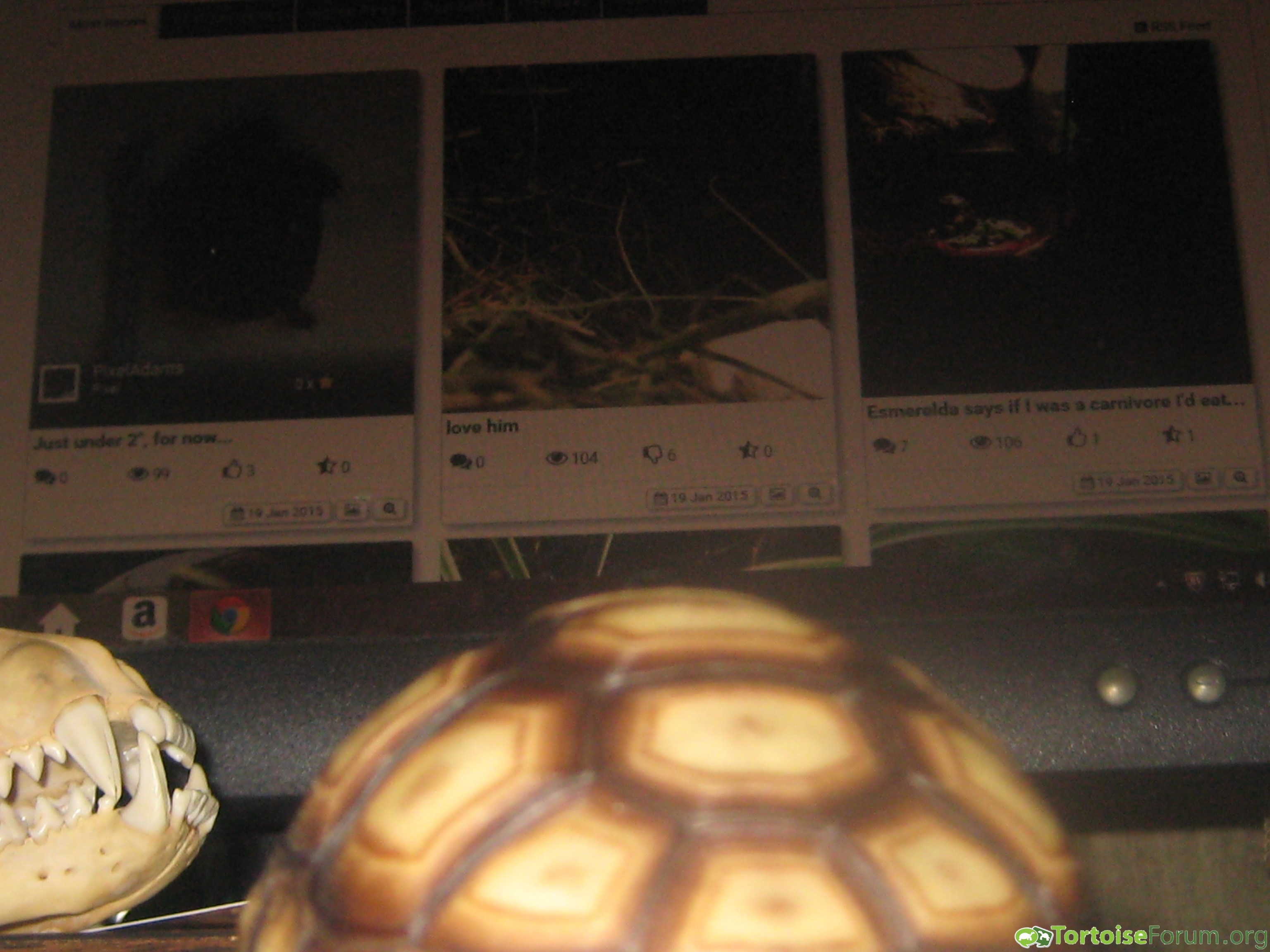 Why you look at other tortoises?