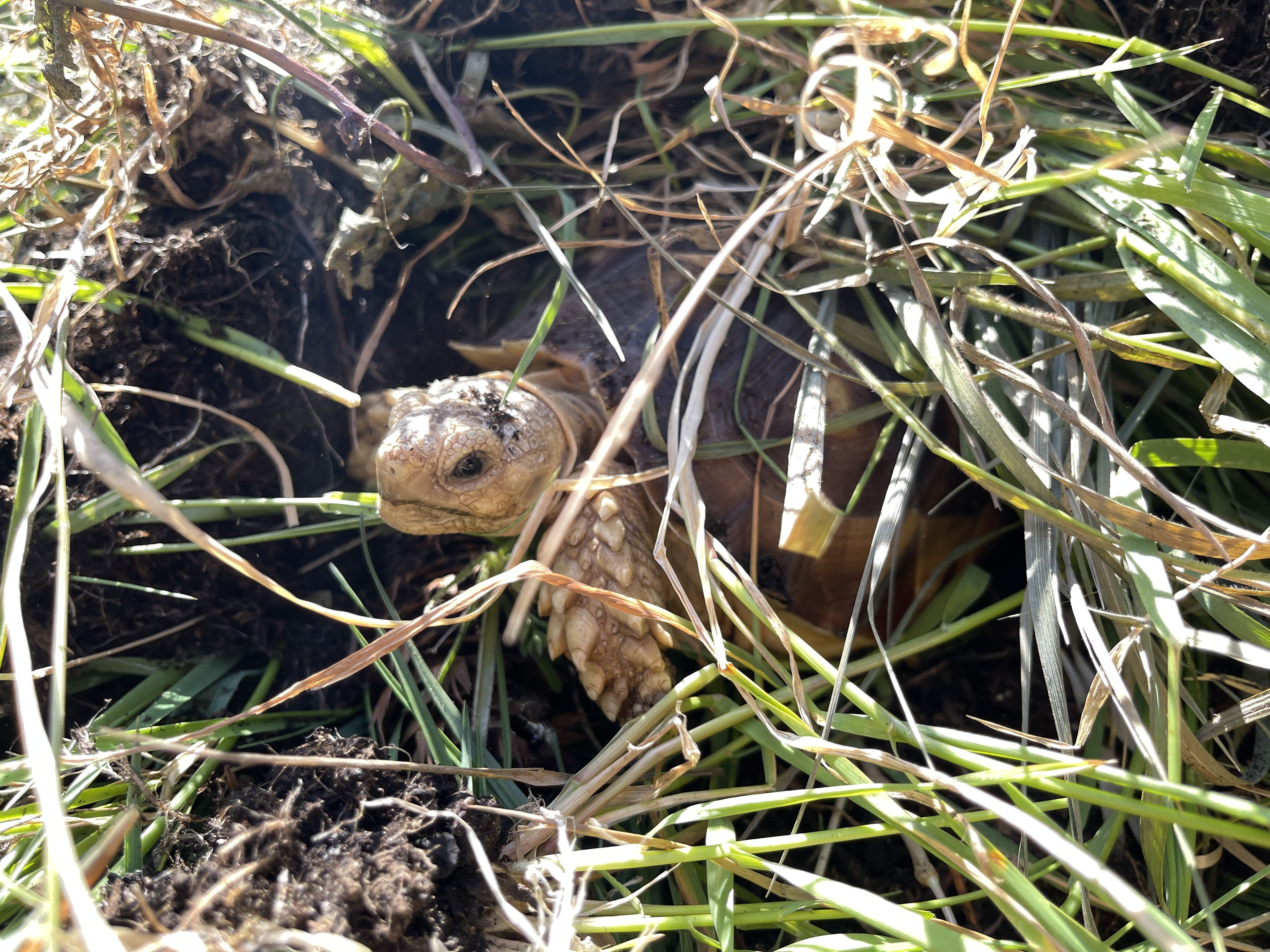 Yard work with Herbie .jpeg